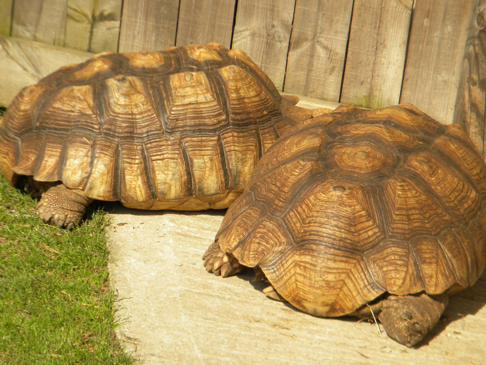 African Spurred Tortoises at Blackpool Zoo 9th April 2011