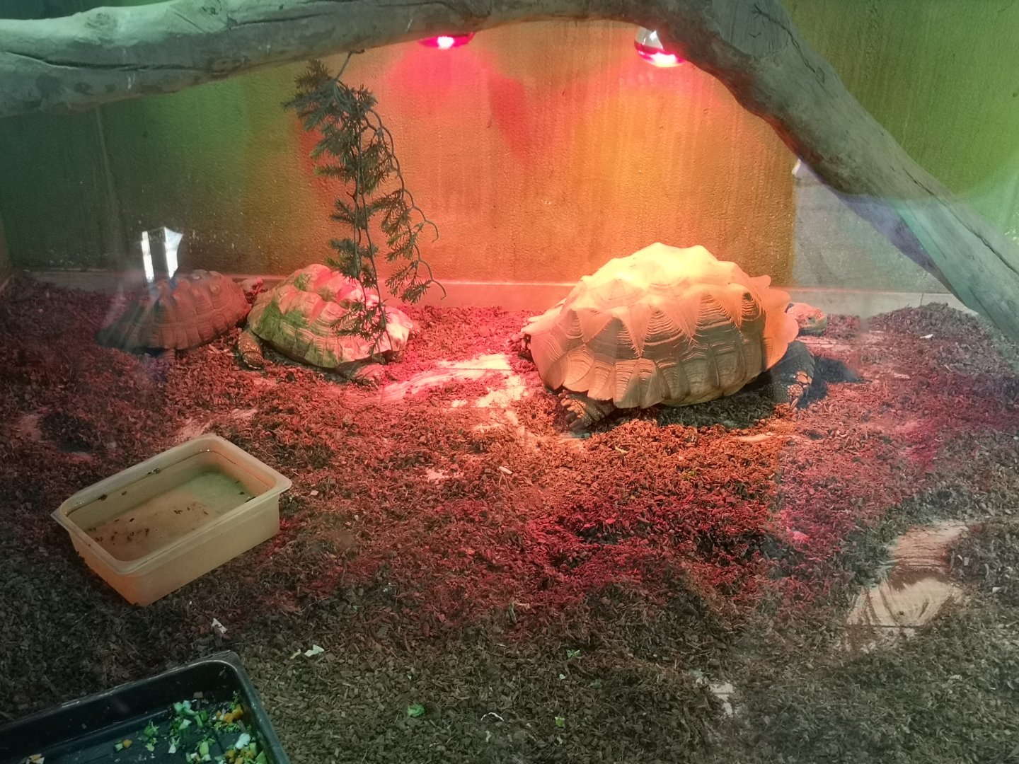 African spurred tortoises at edessa reptile park