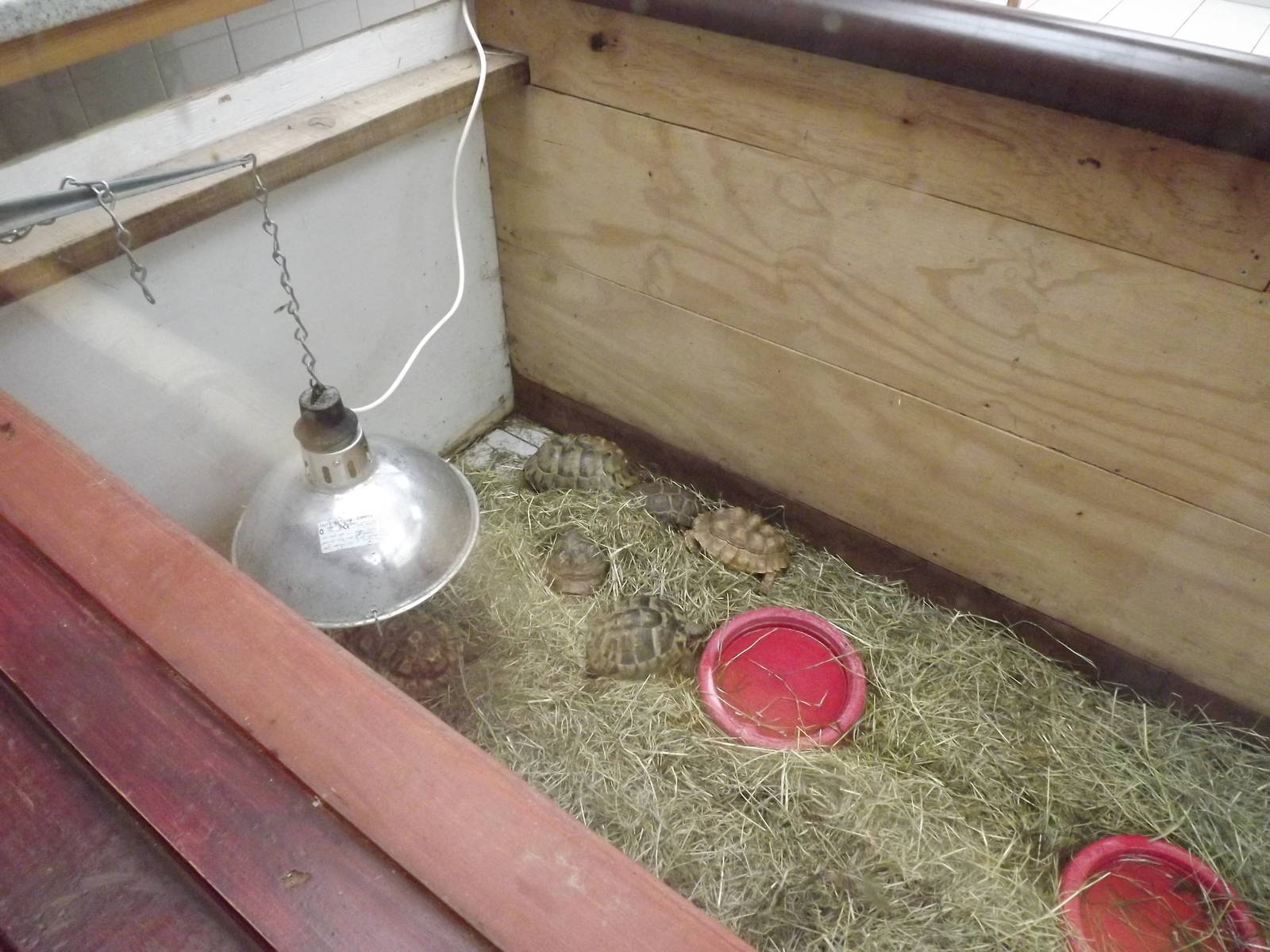 African spurred Tortoises at South Lakes WAP 26/11/11