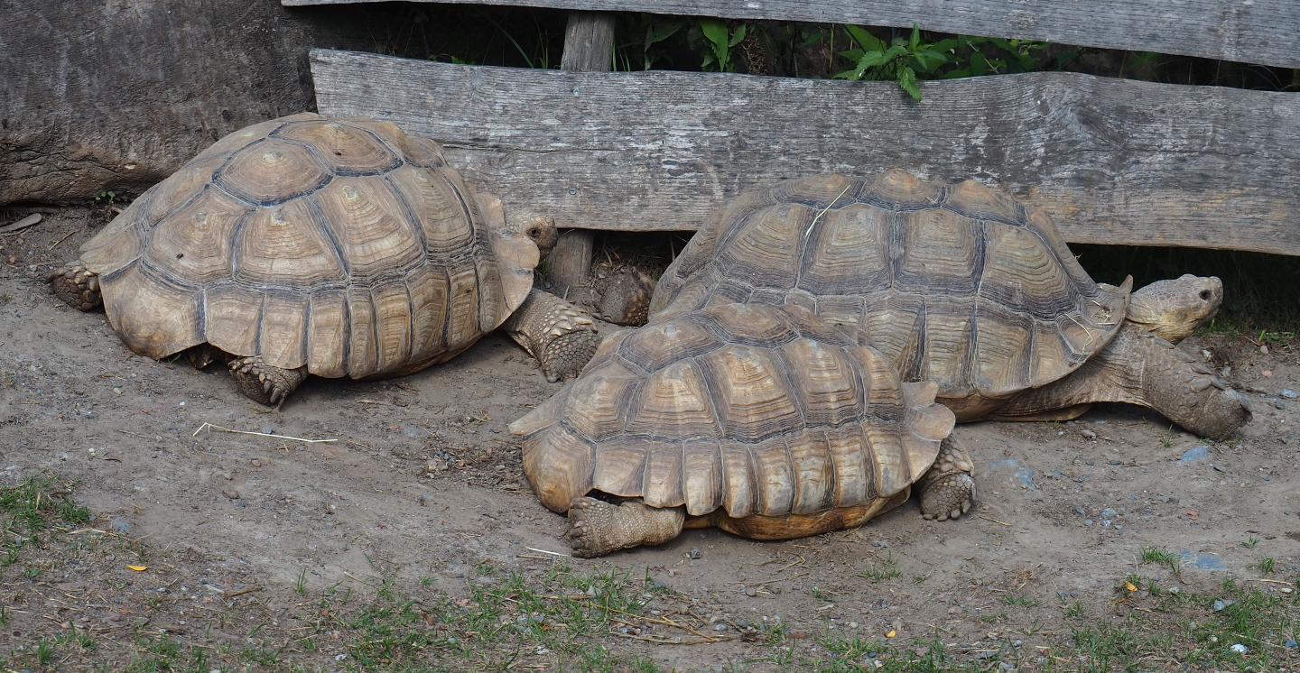 African spurred tortoises (Centrochelys sulcata), 2020-09-02