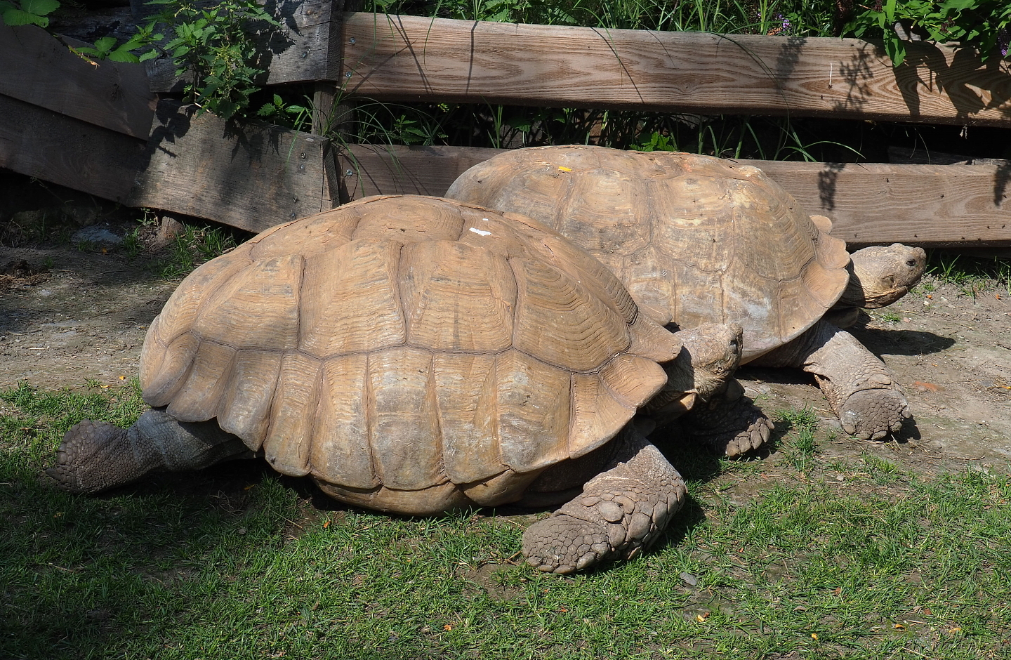 African spurred tortoises (Centrochelys sulcata), 2021-09-02