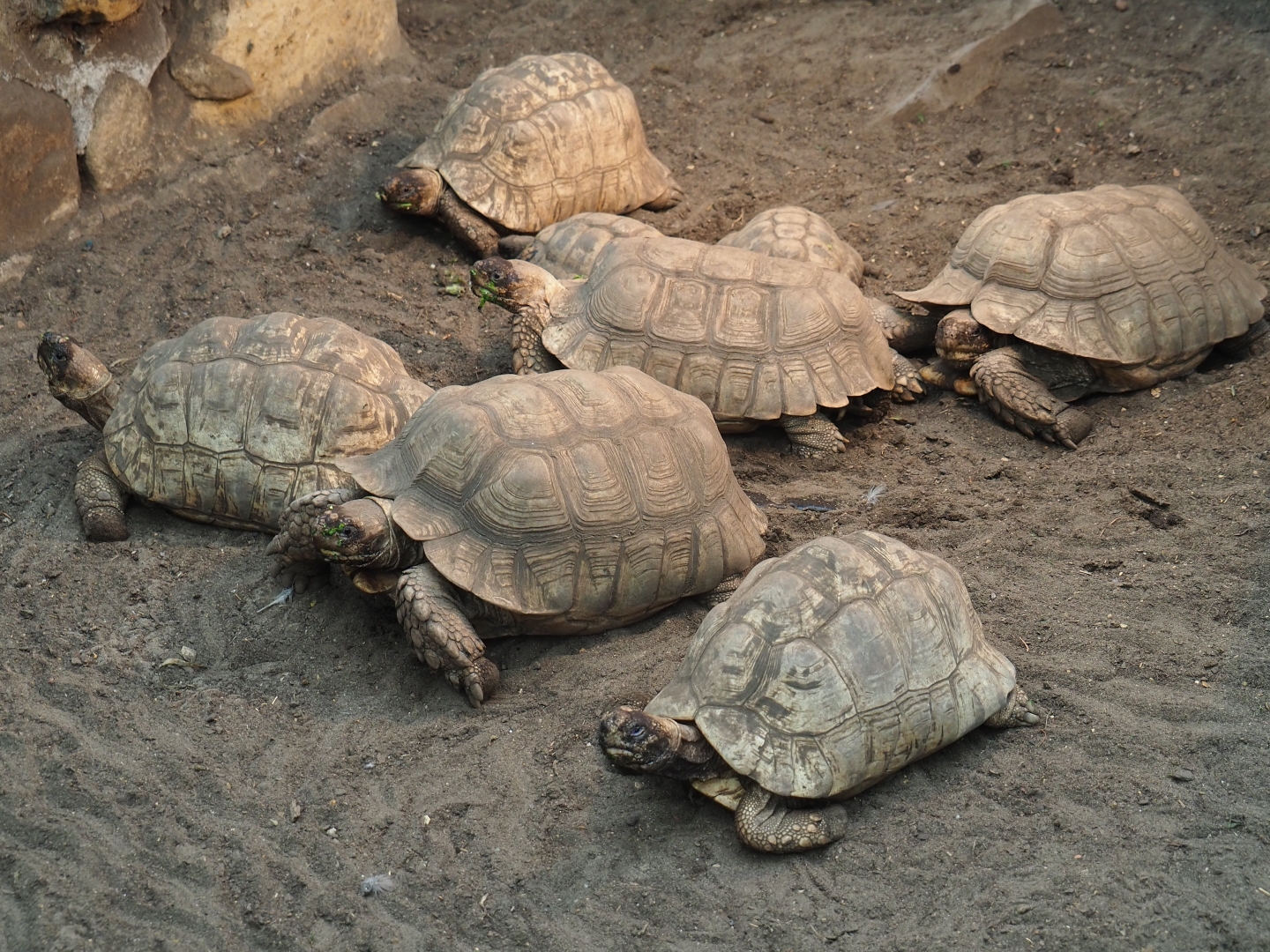 African spurred tortoises (Centrochelys sulcata), Aug 28th, 2018