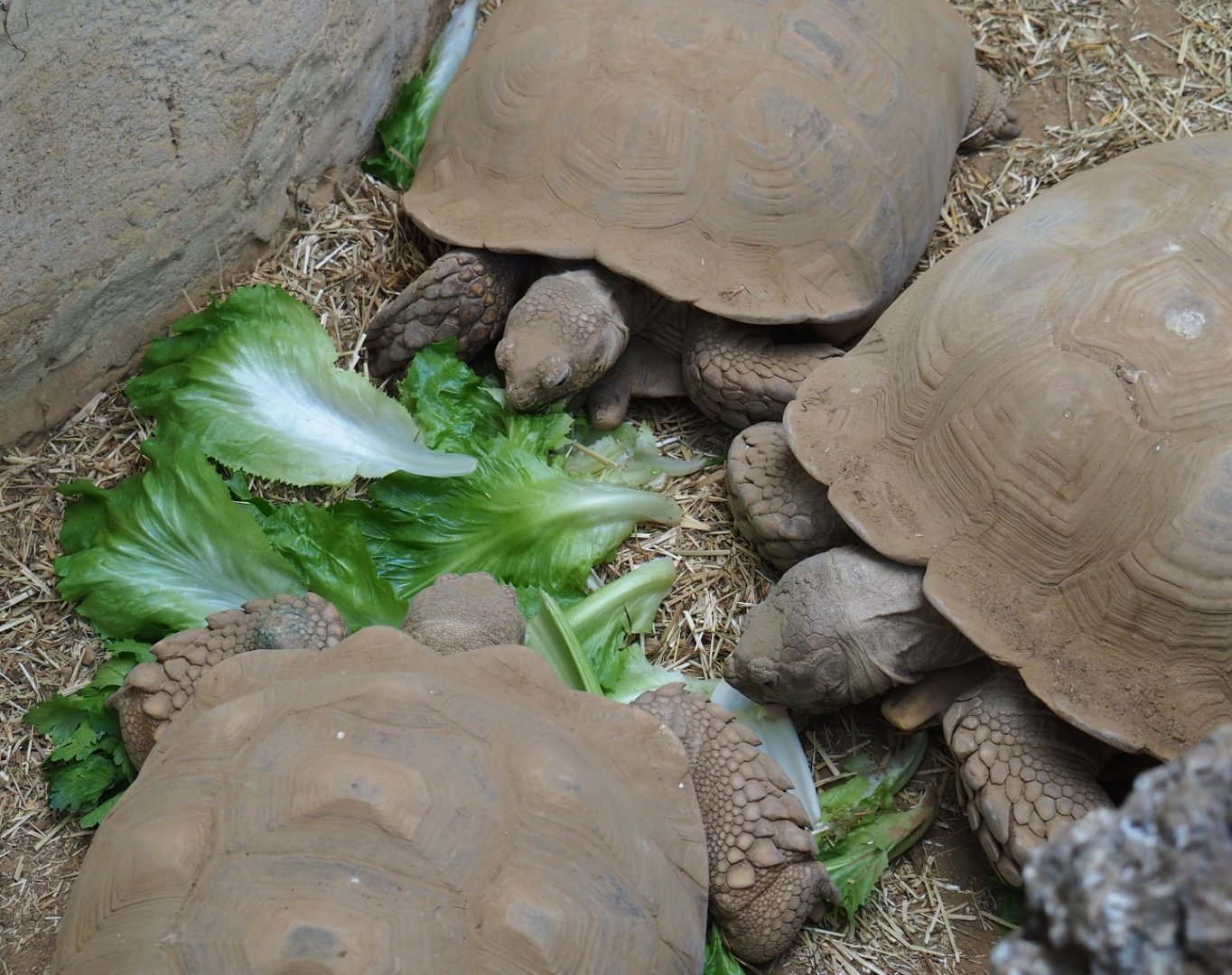 African spurred tortoises (Centrochelys sulcata) eating their salad, 2019-04-20