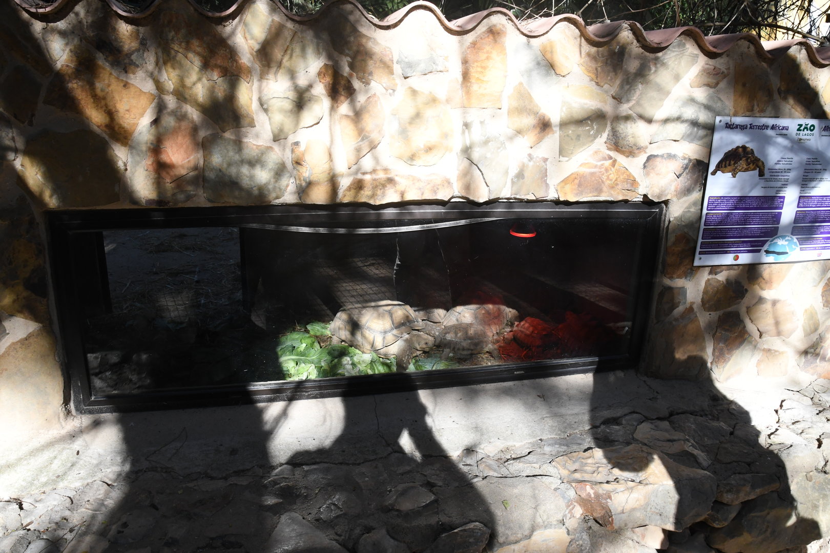 African Spurred Tortoises den