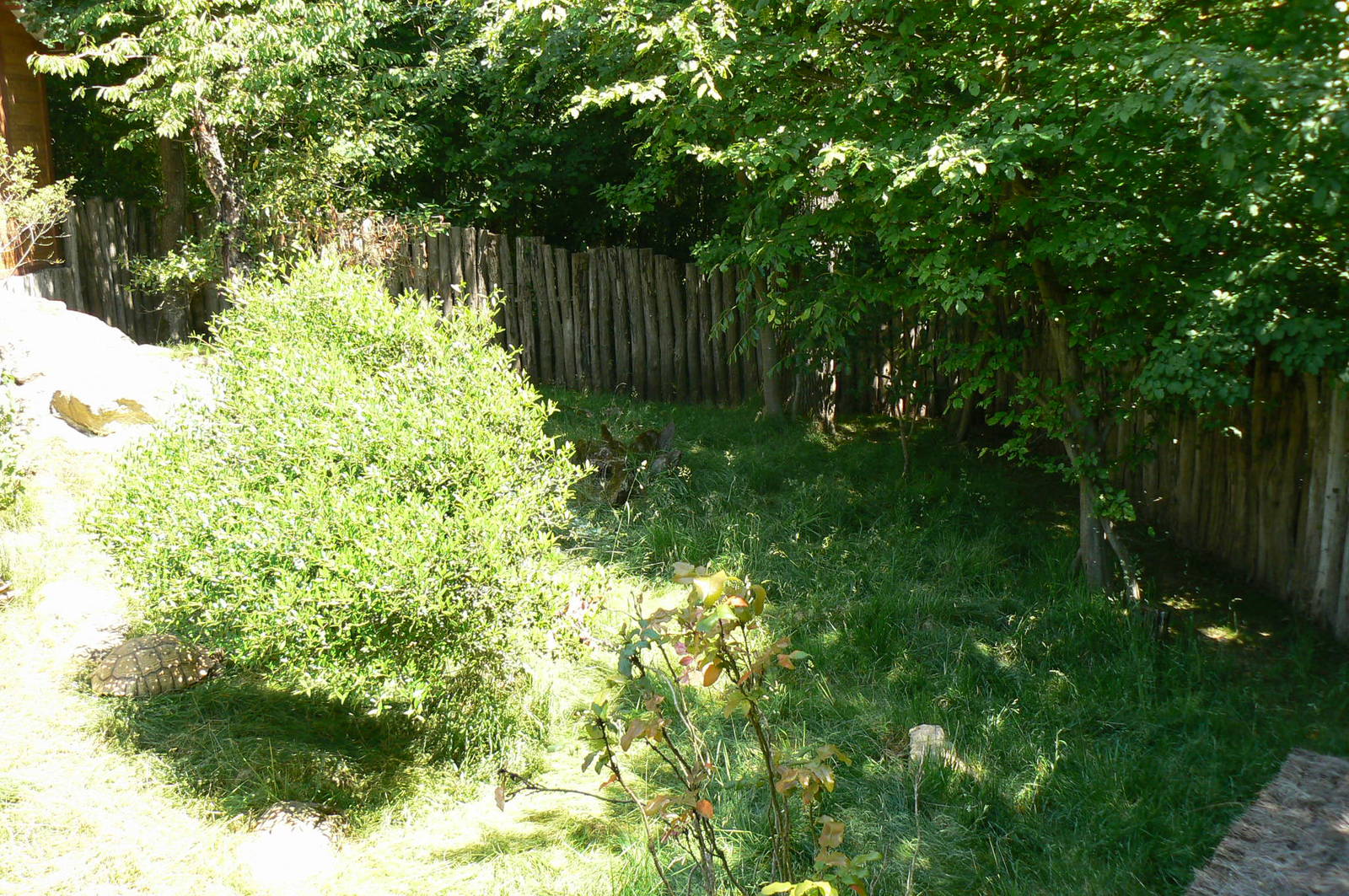 African spurred tortoises exhibit