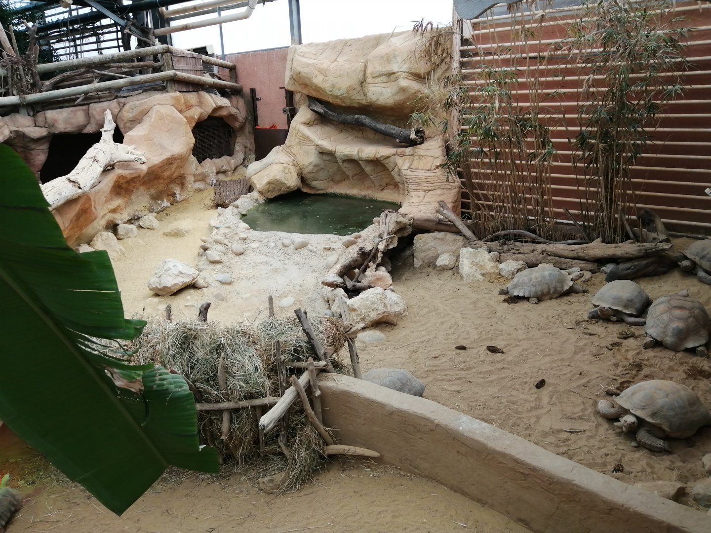 African Spurred Tortoises exhibit