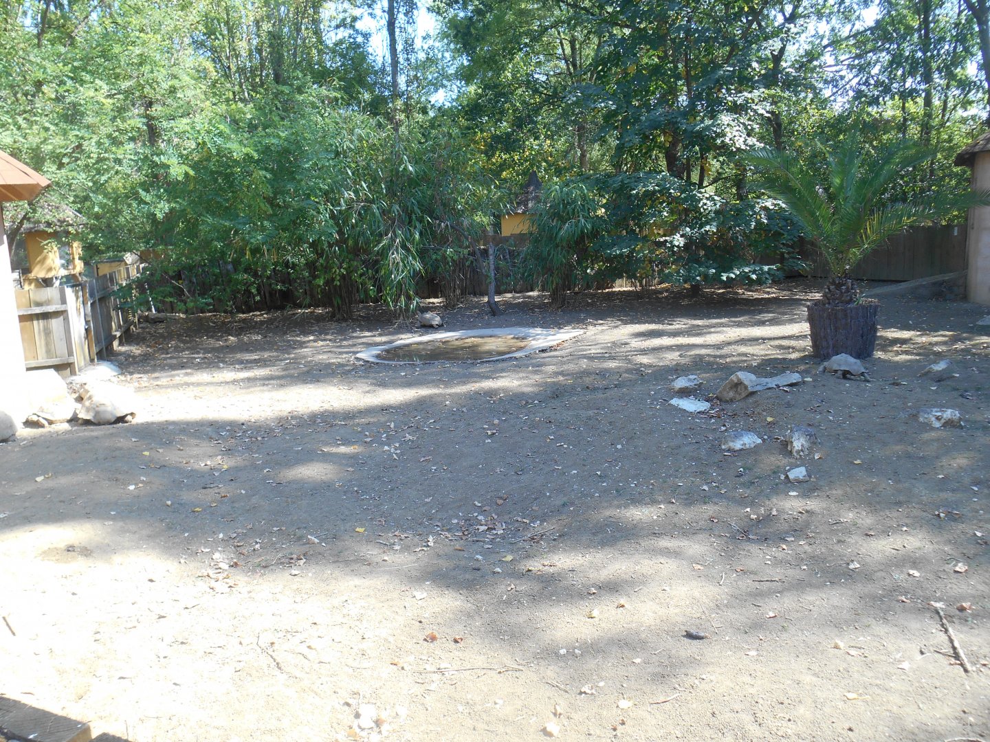 African Spurred Tortoises Exhibit