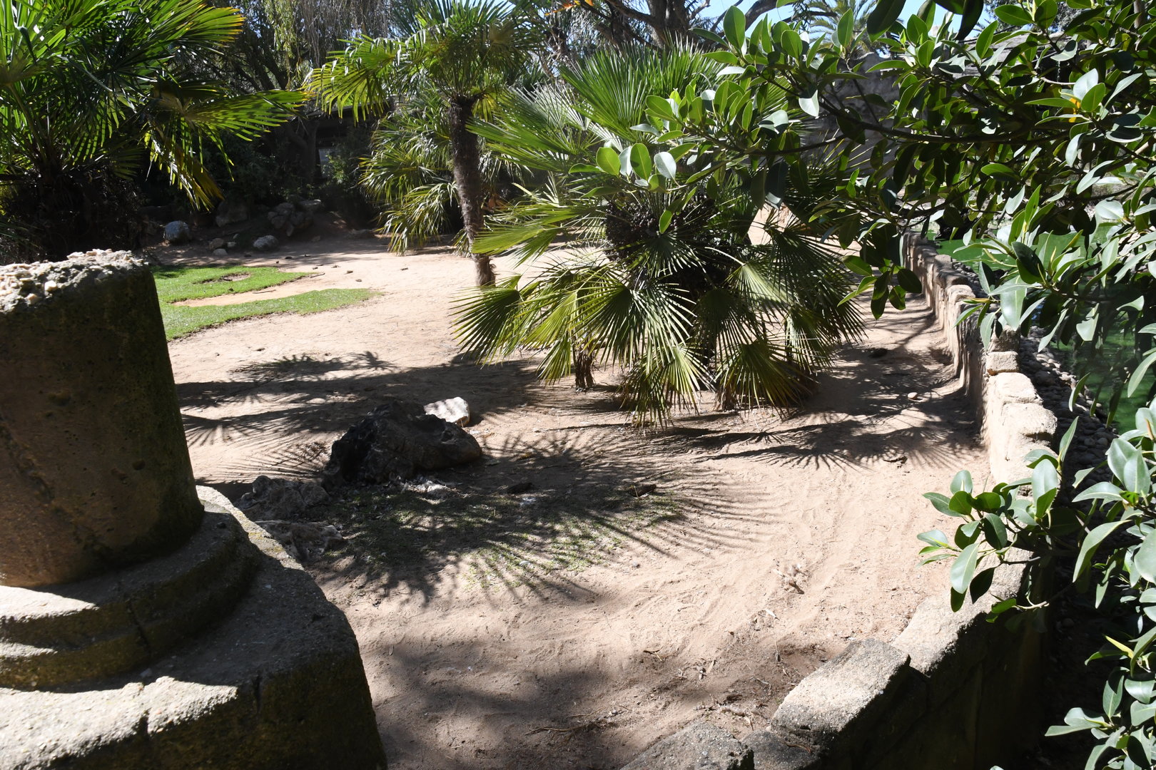 African Spurred Tortoises exhibit