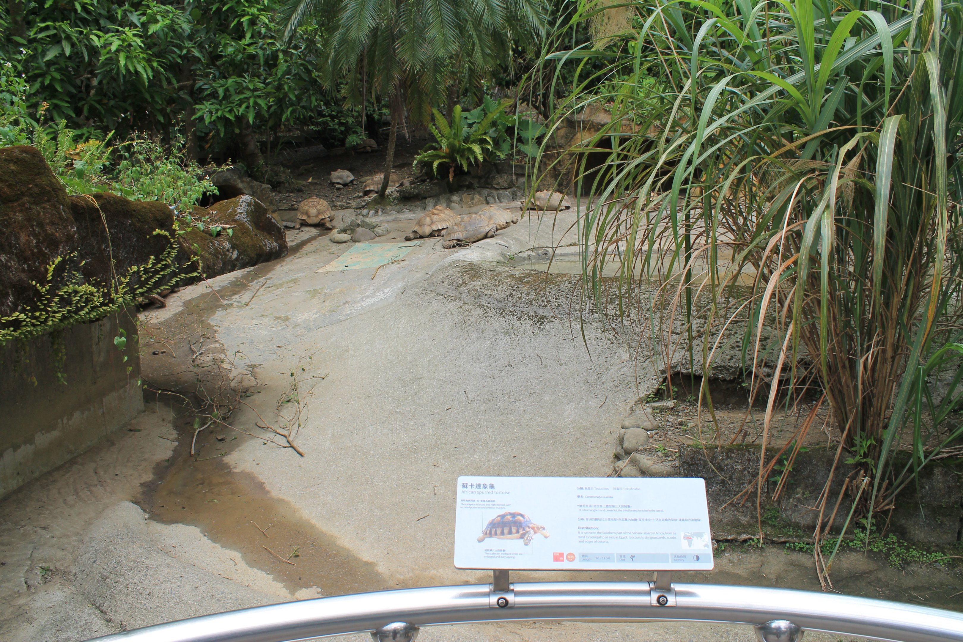 African Spurred Tortoises (Geochelone sulcata)