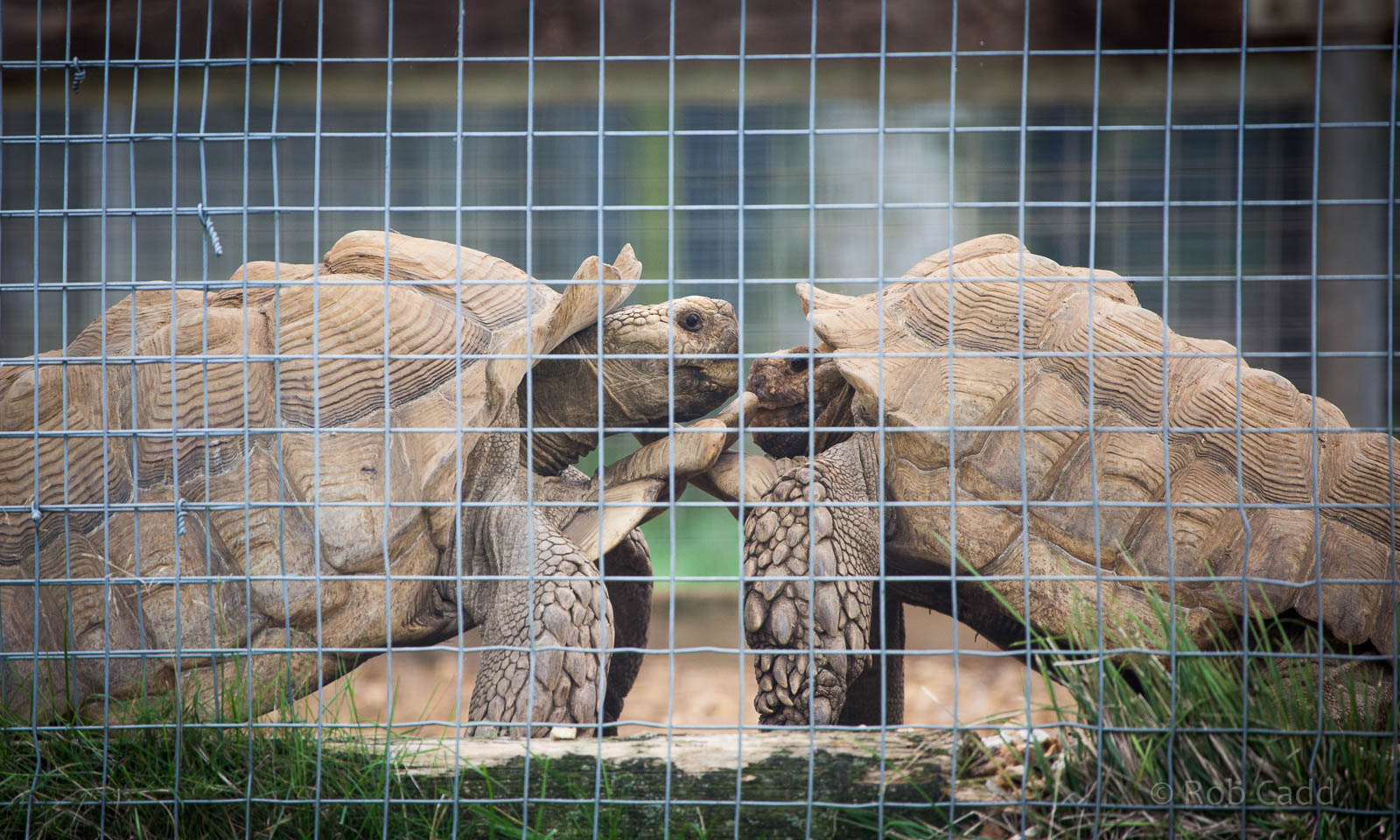 African spurred tortoises : Hamerton : 05 Sep 2014