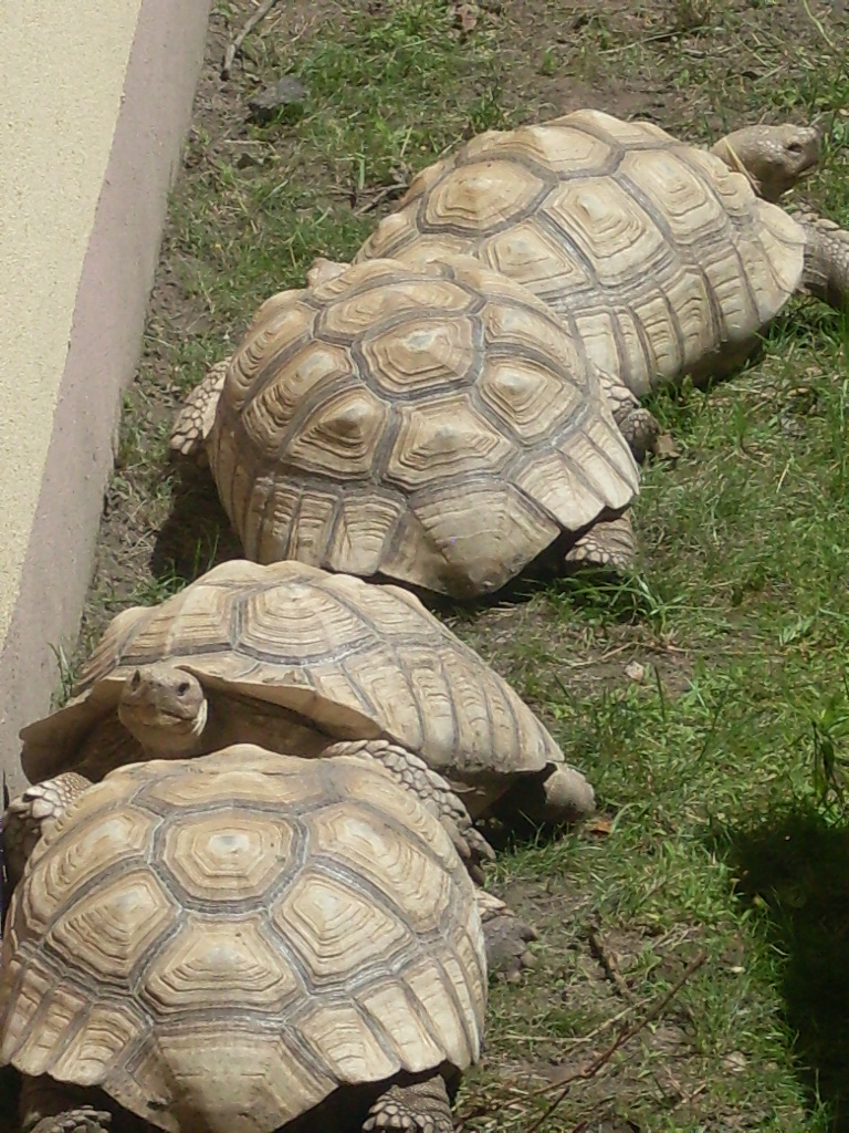 African spurred tortoises in the Lemur Forest