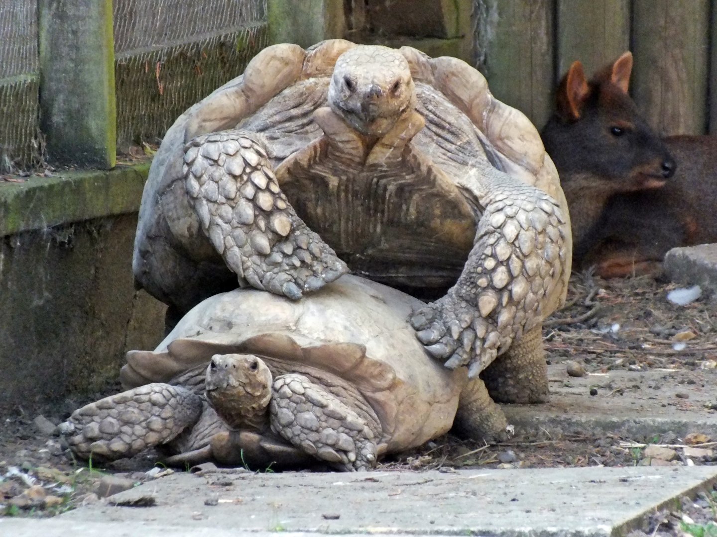 African spurred tortoises mating