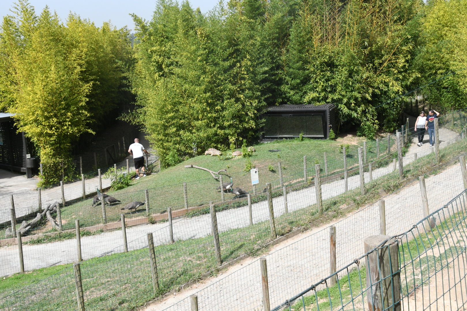 African Spurred Tortoises pen