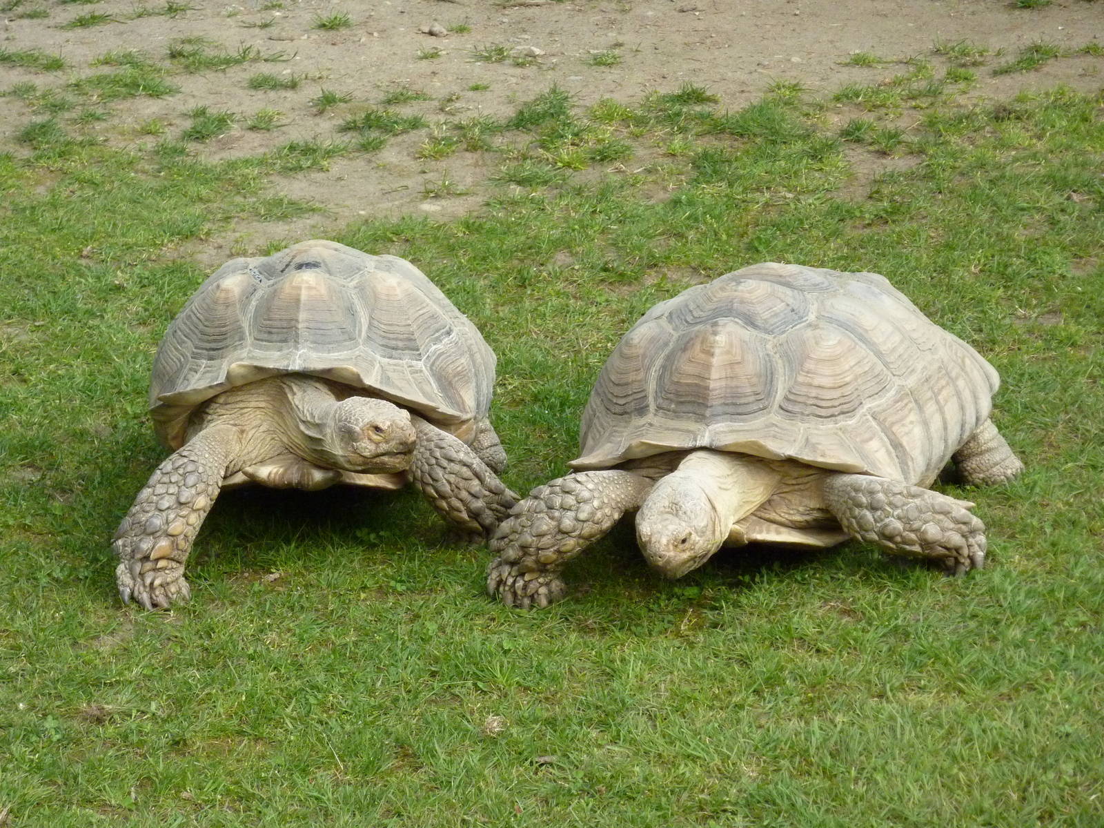 African Spurred Tortoises