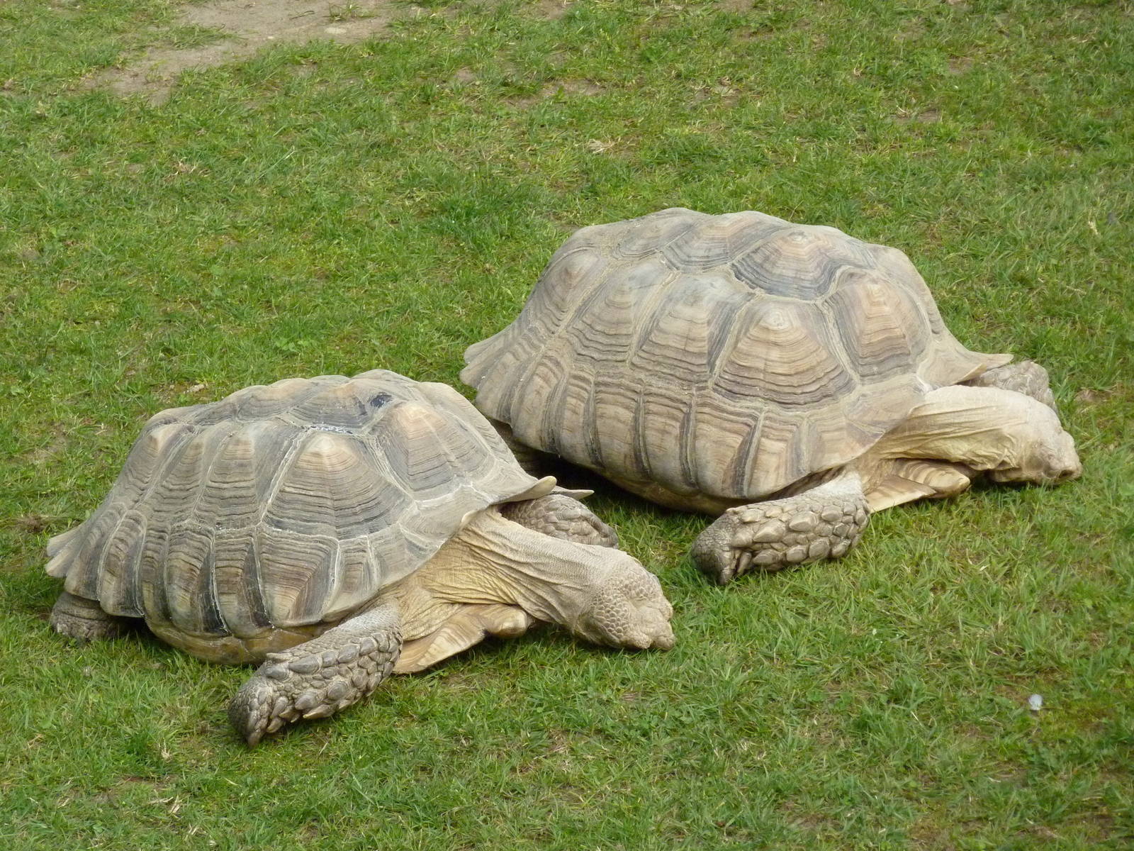 African Spurred Tortoises