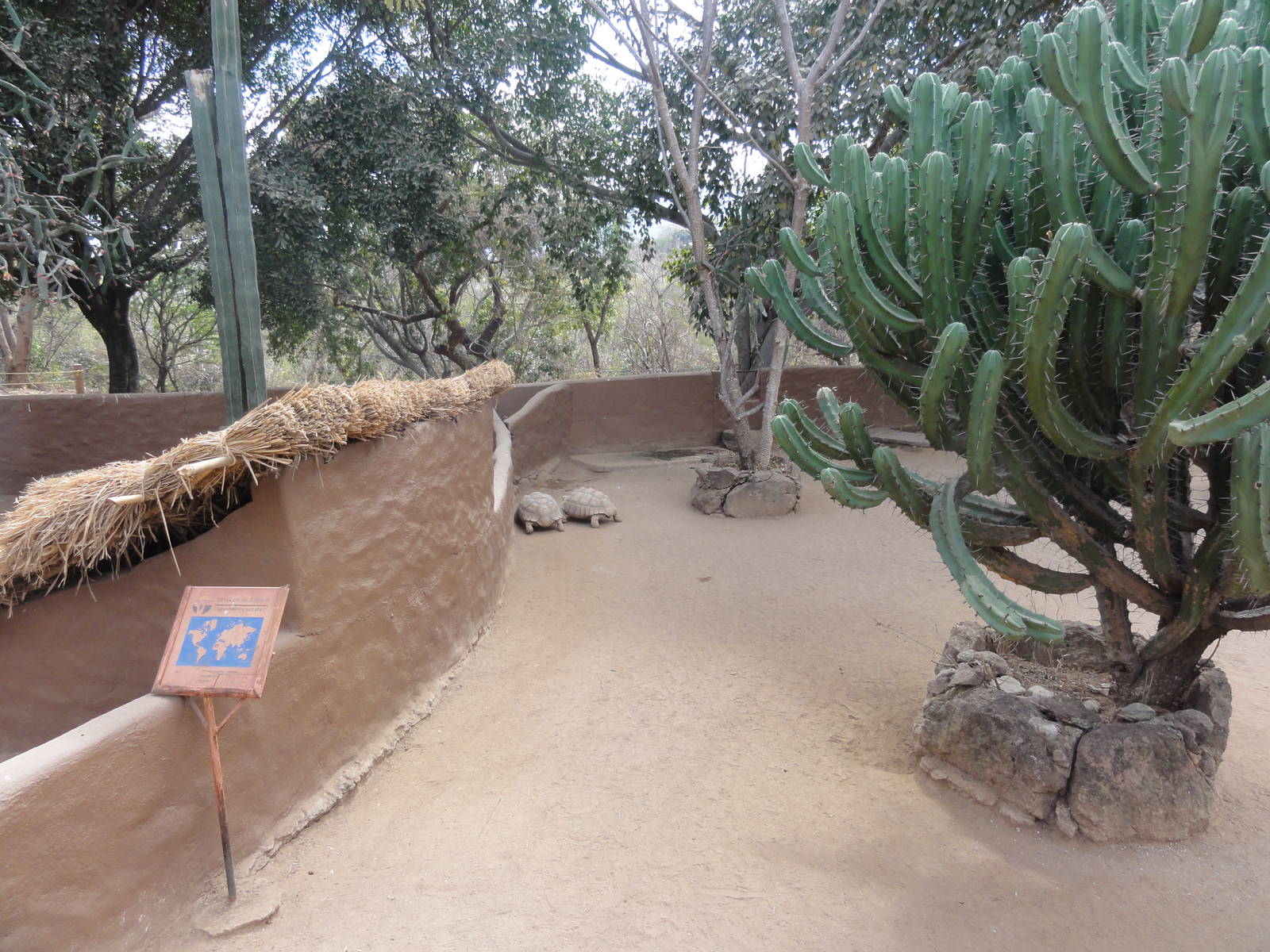 African Spurred Tortoises