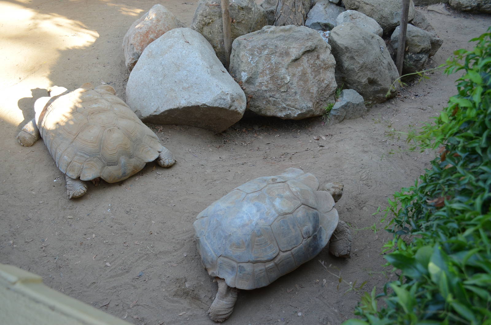African Spurred Tortoises