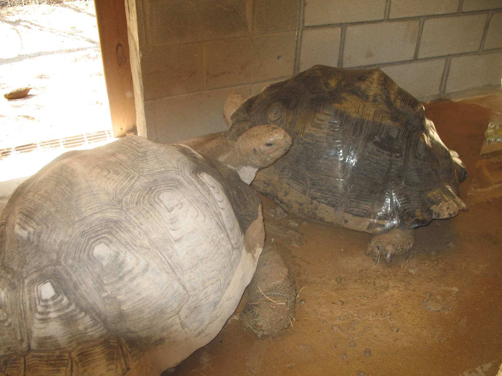 African Spurred Tortoises