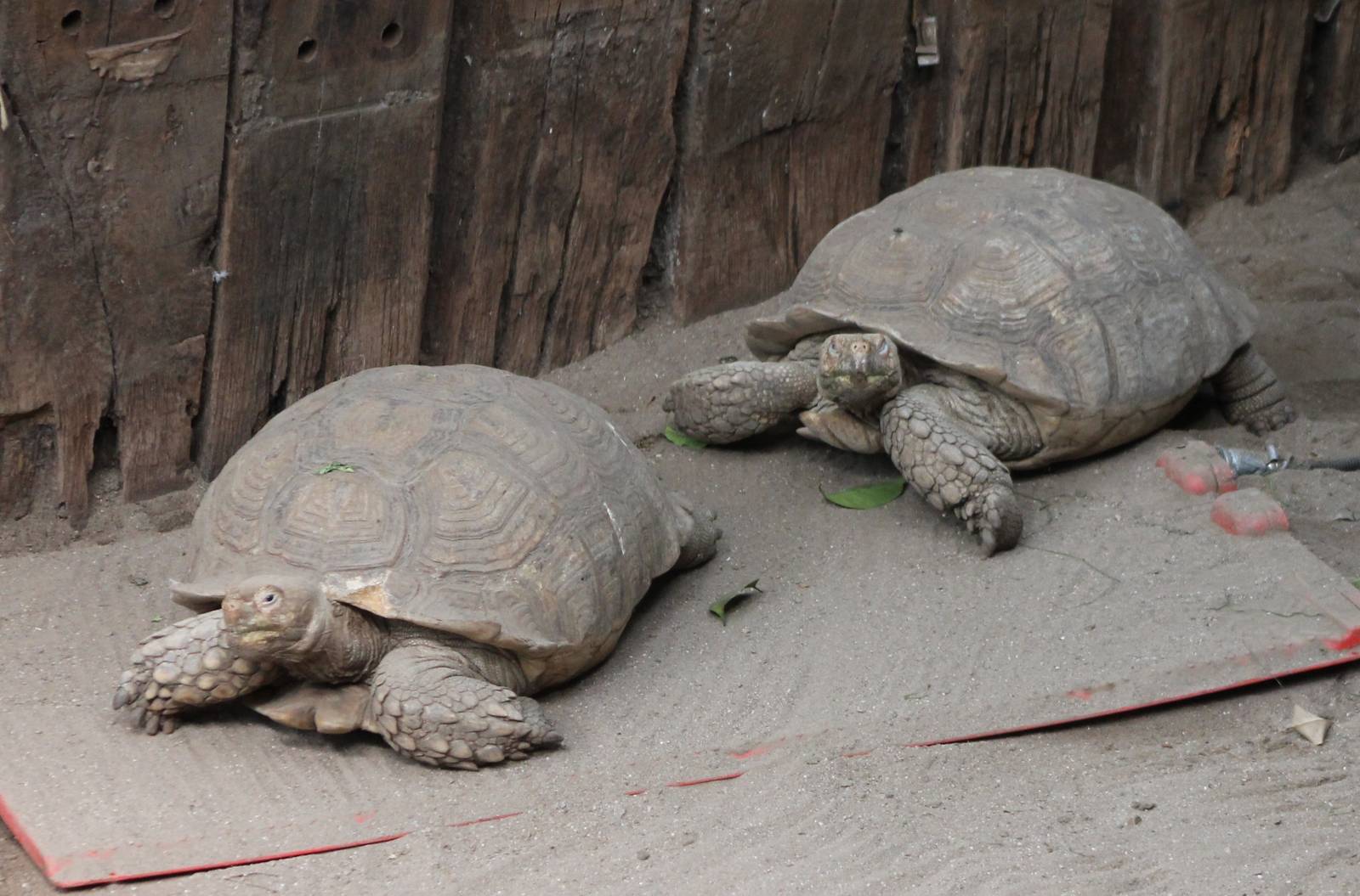 African spurred tortoises