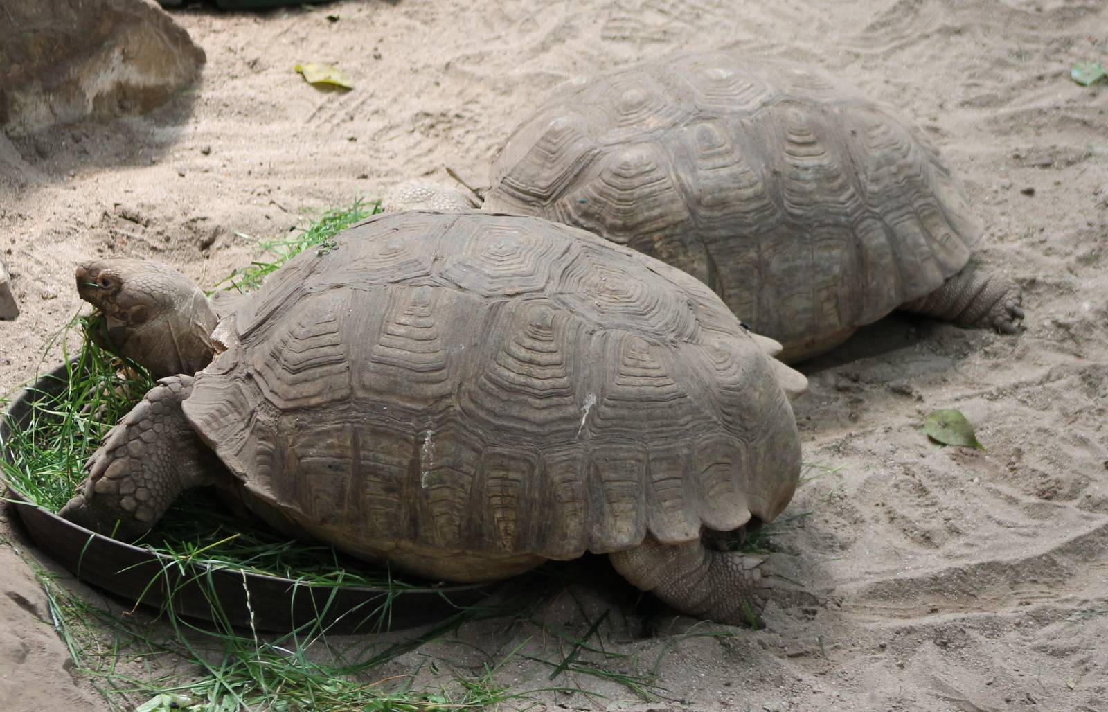 African spurred tortoises