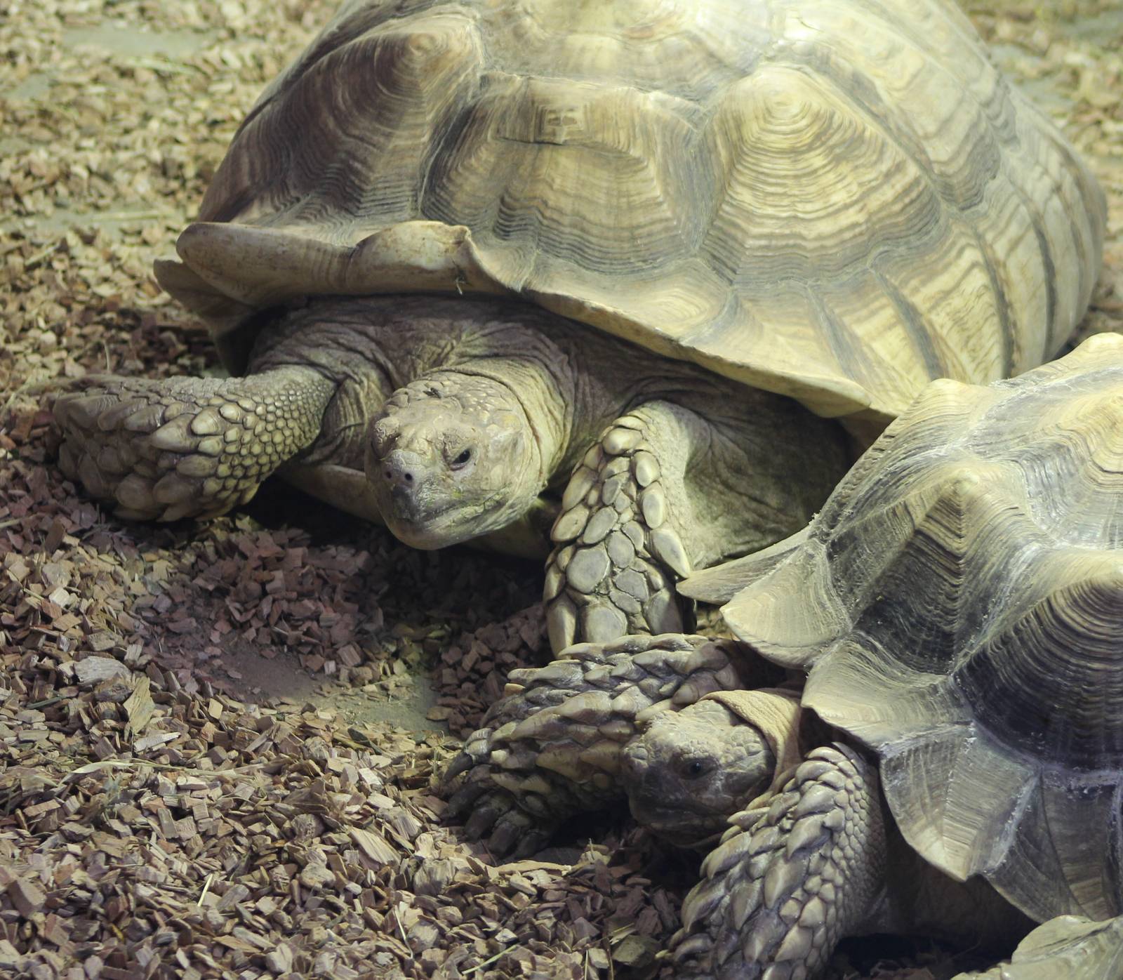 African spurred tortoises