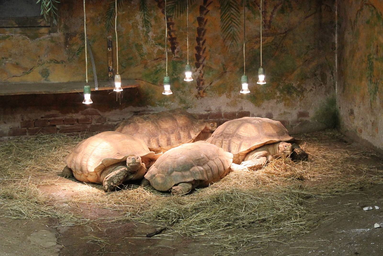 African spurred tortoises