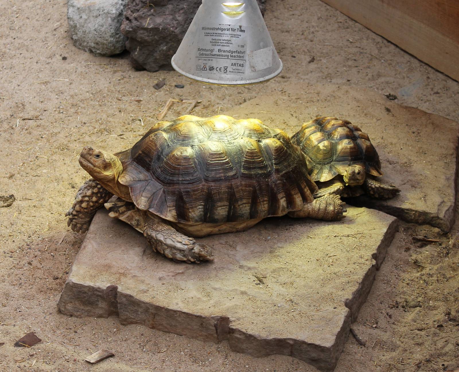 African spurred tortoises