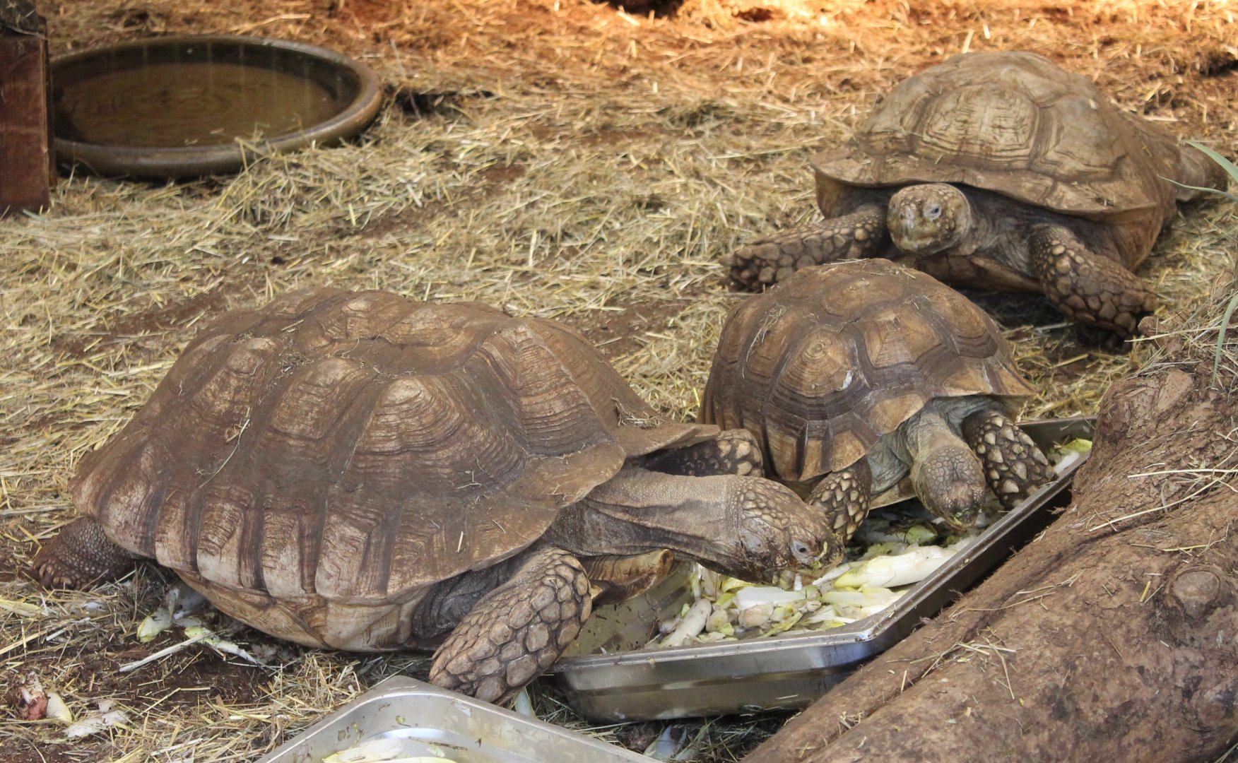 African spurred tortoises