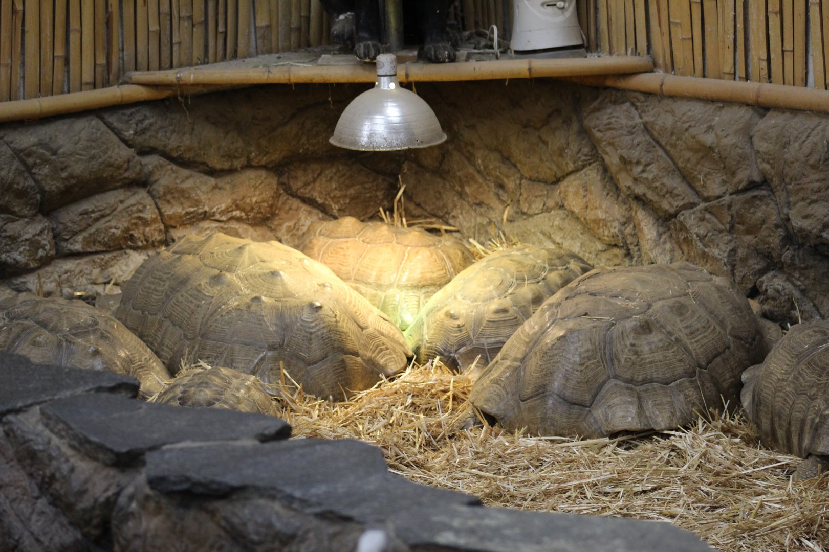 African Spurred Tortoises