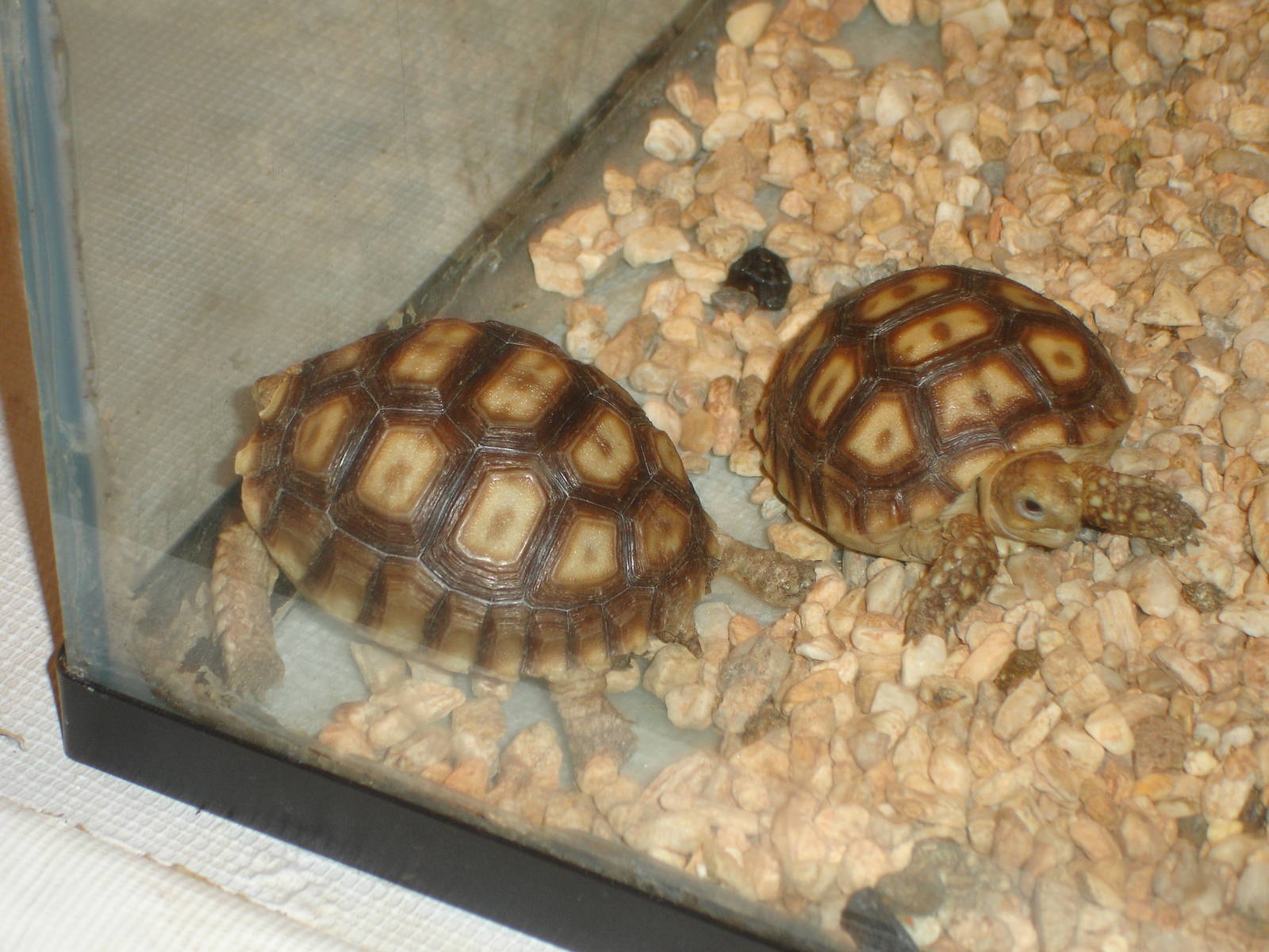 African Spurred Tortoises