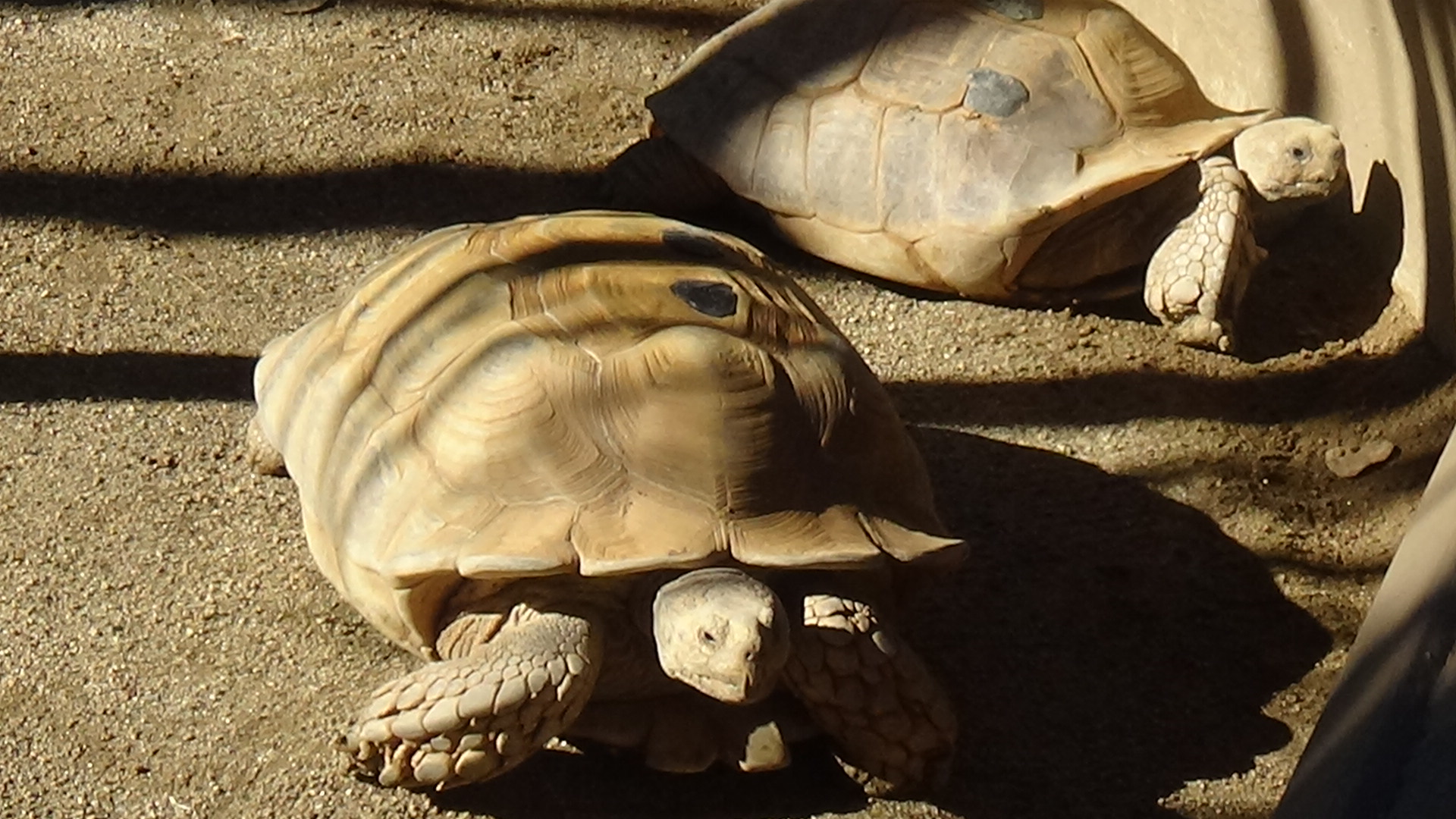 African spurred tortoises