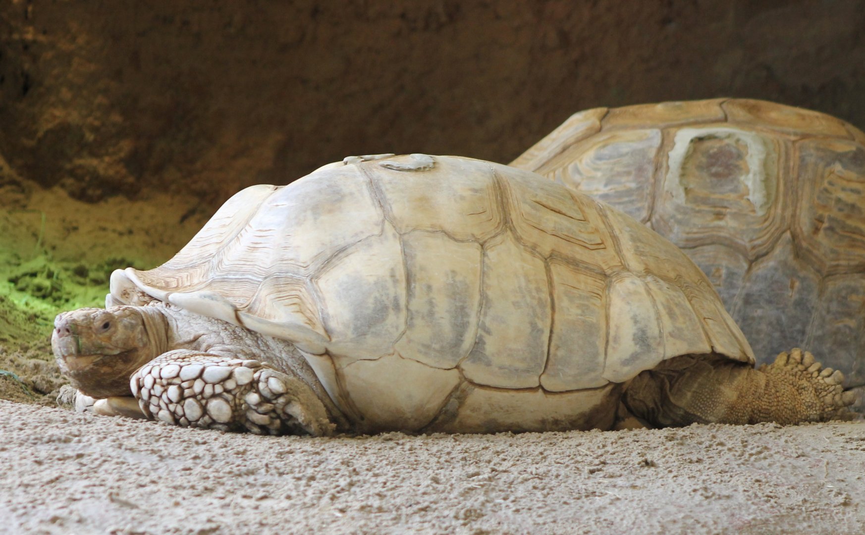 African spurred tortoises