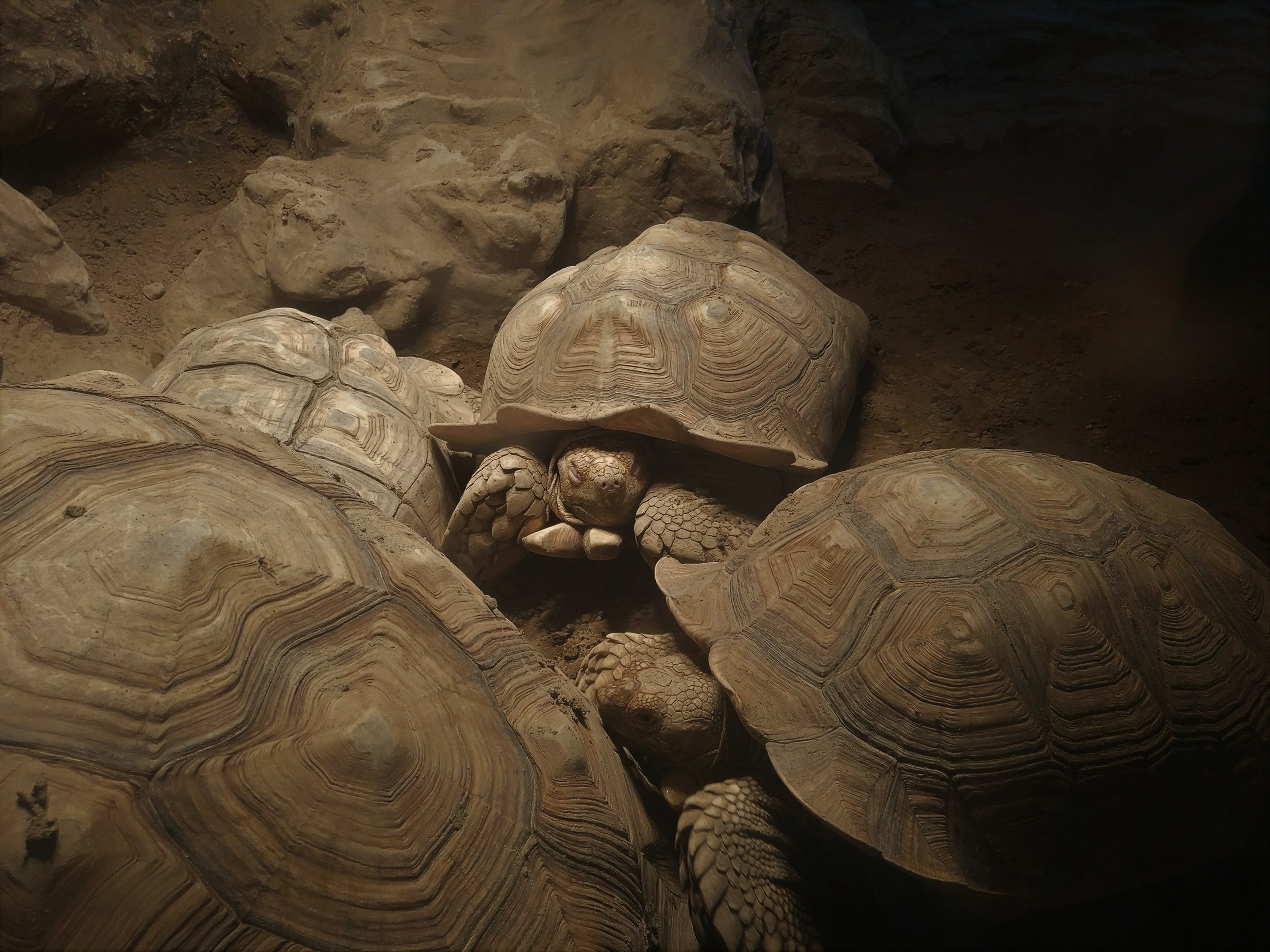 African Spurred Tortoises