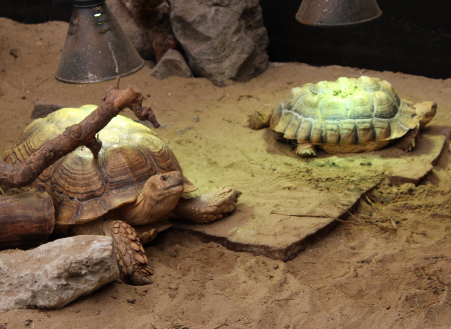 African spurred tortoises