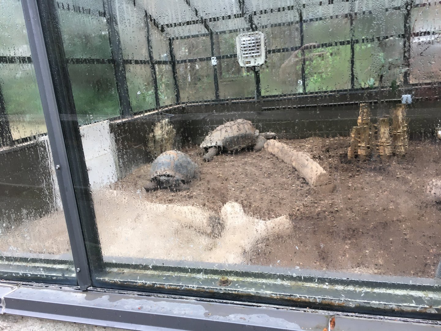 African spurred tortoises