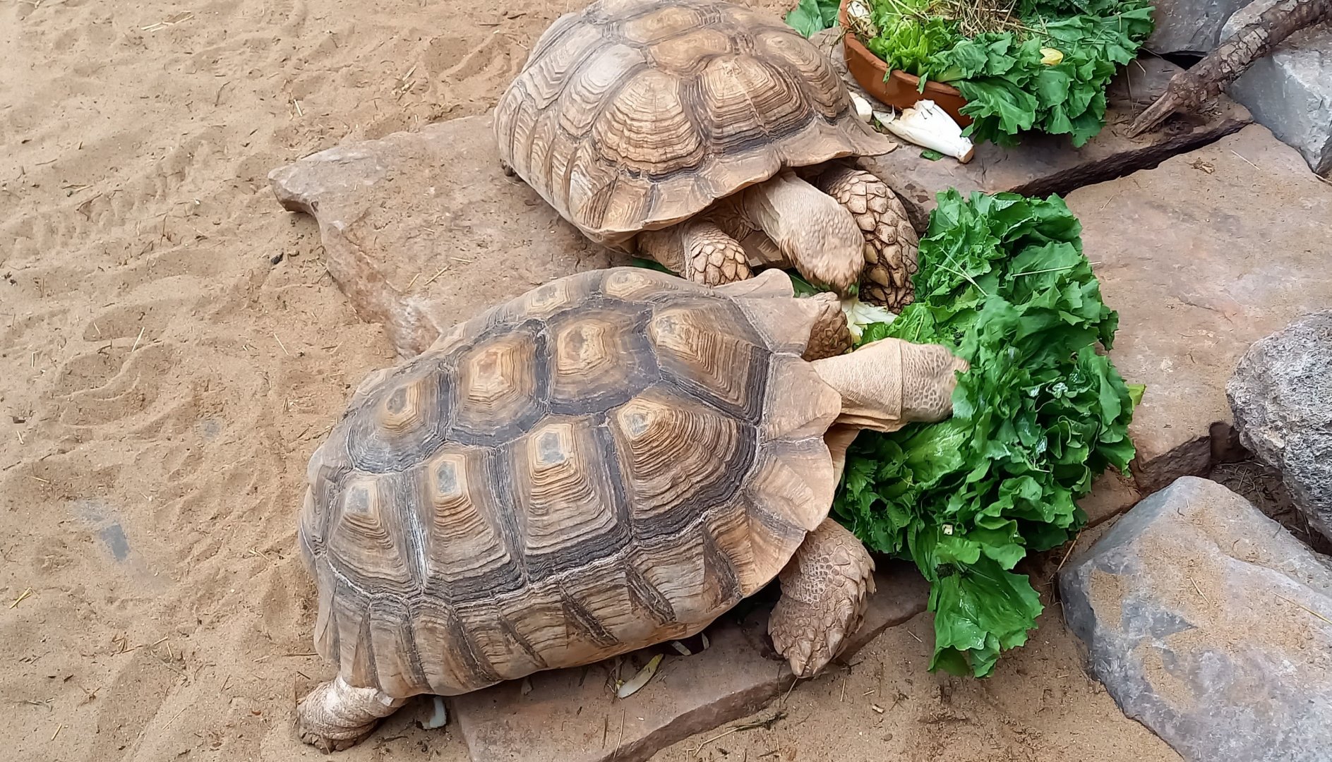 African spurred tortoises