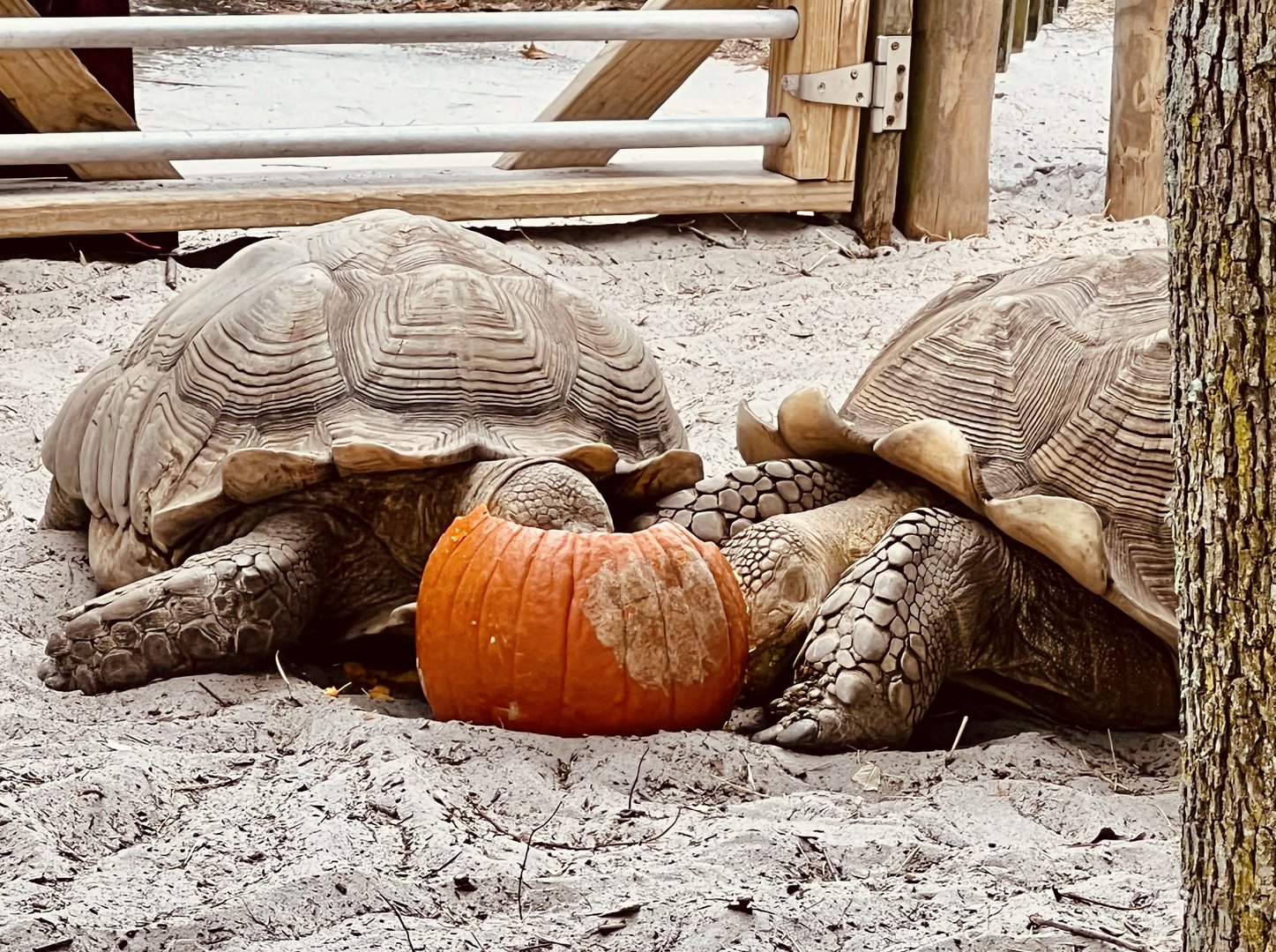 African Spurred Tortoises