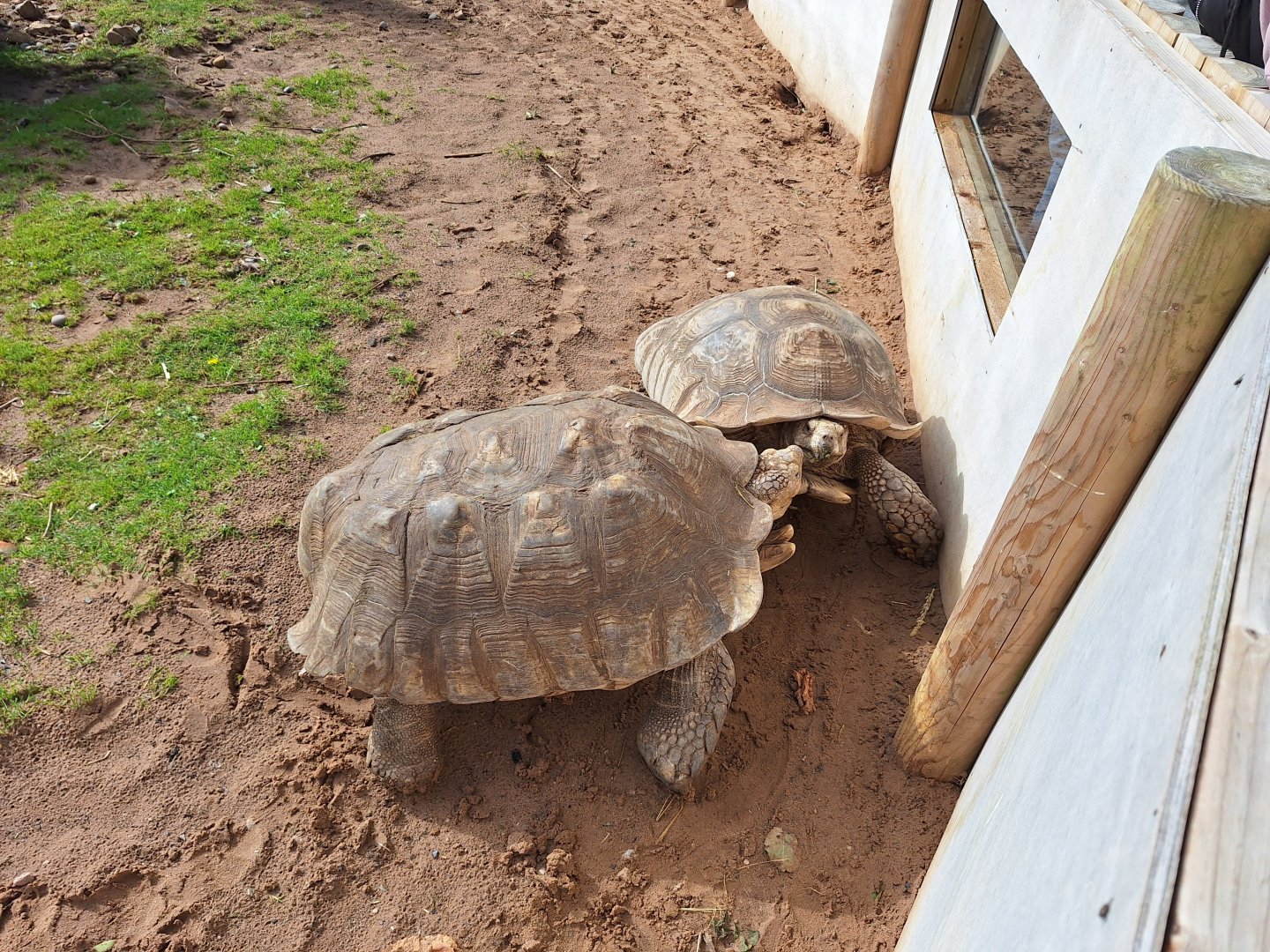 African Spurred Tortoises