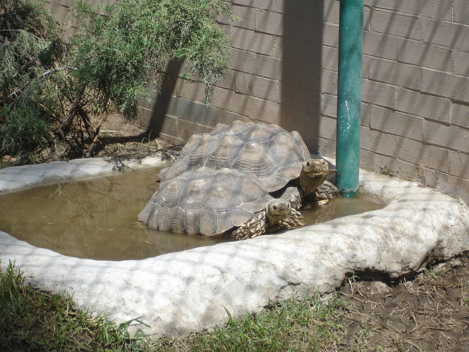 African Spurred Tortoises