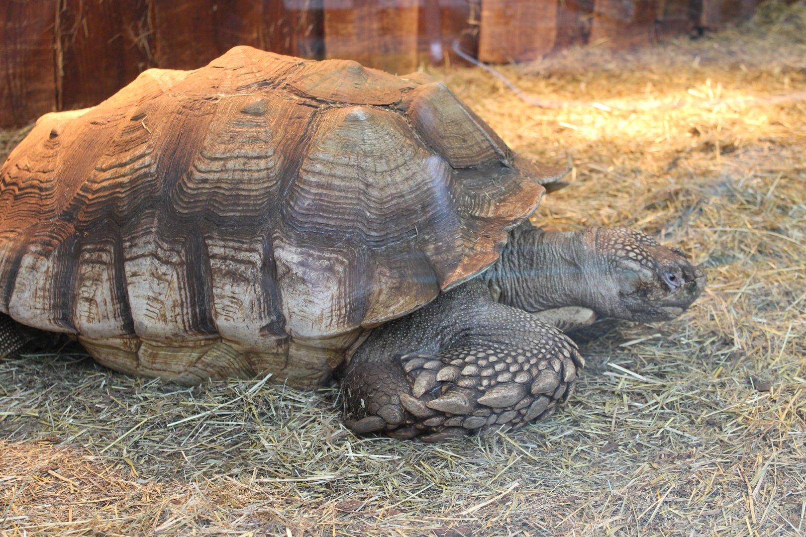 African spurred turtle