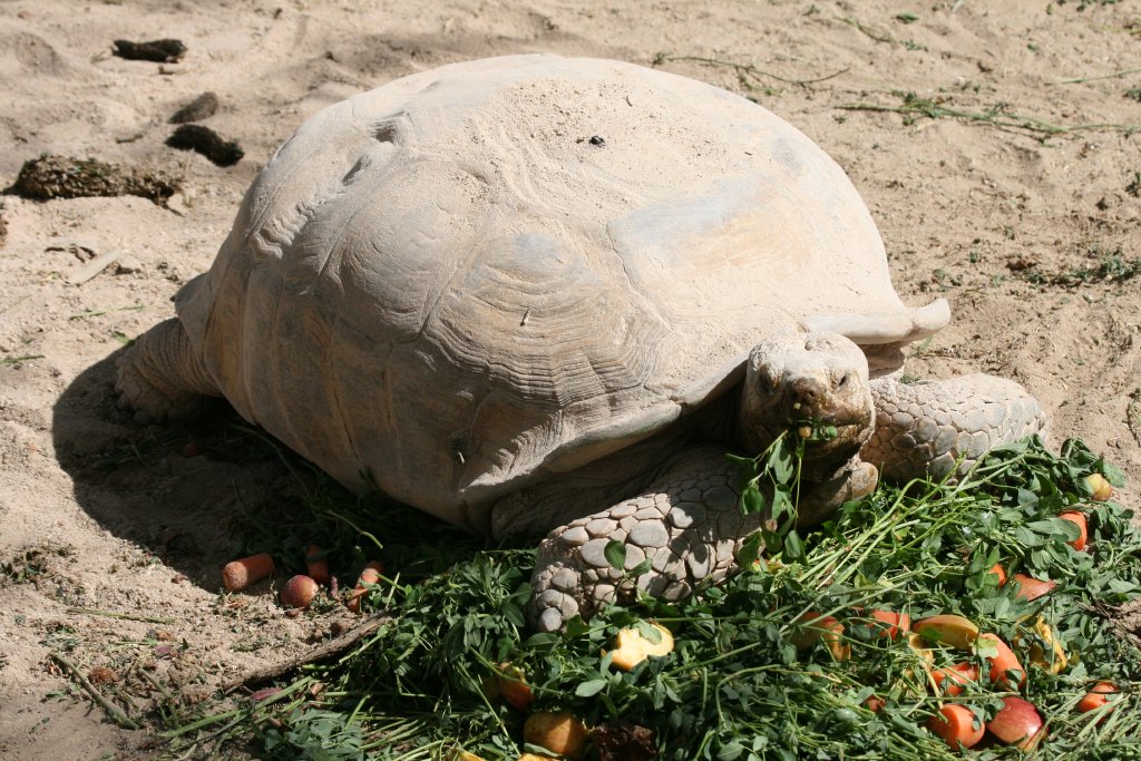 African Spurthigh Tortoise