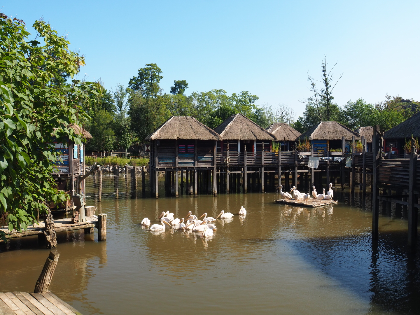 African stilt village and Great white pelican and Western pygmy hippopotamus exhibit, 2021-09-03