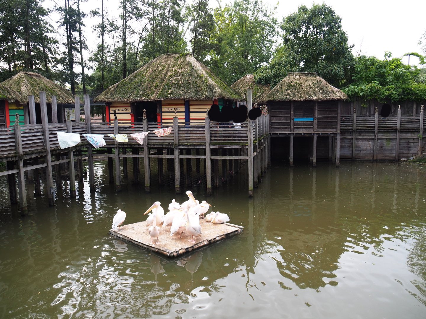 African stilt village and great white pelican nesting island, 2019-10-04