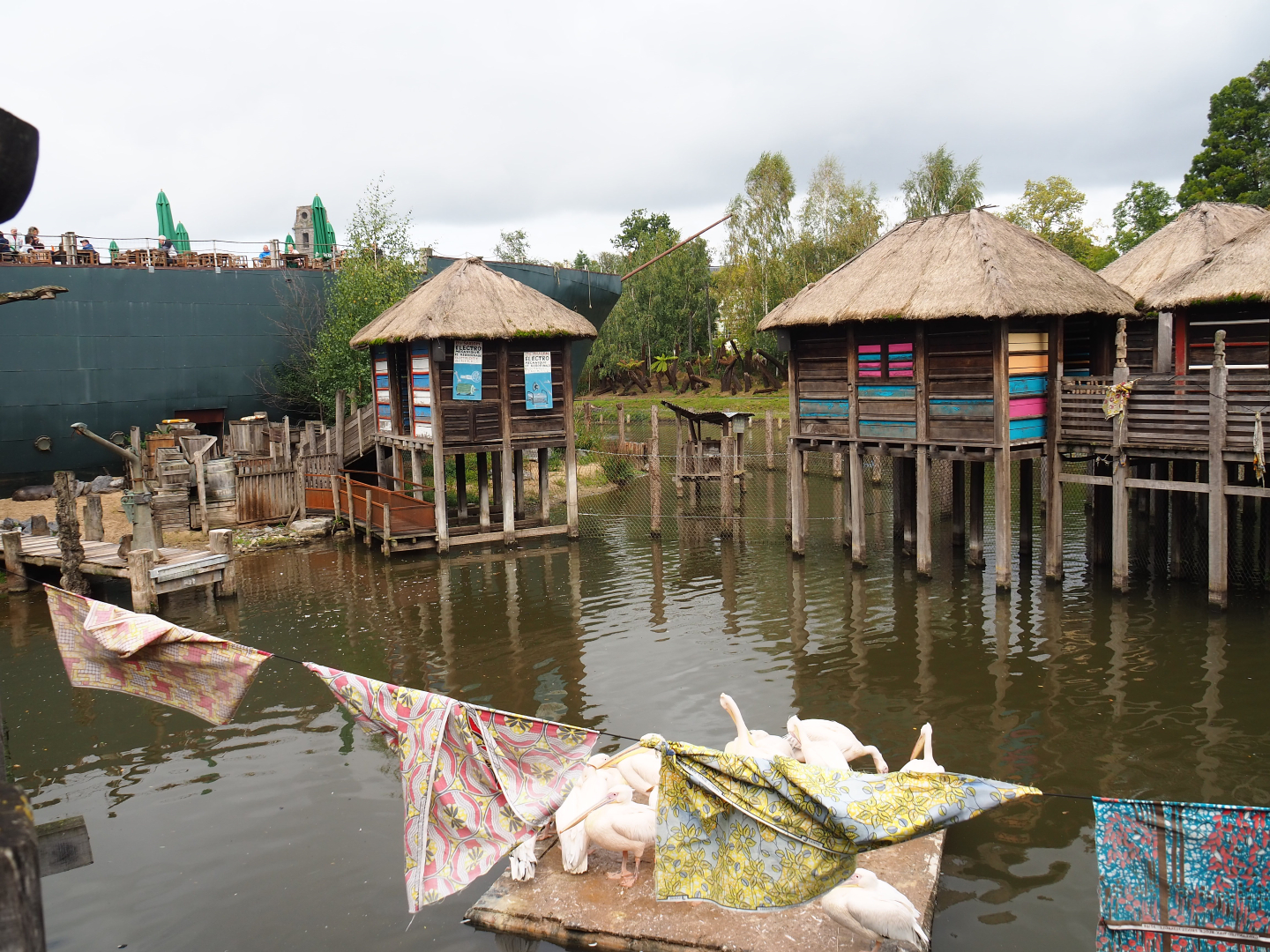 African stilt village and Pygmy hippopotamus and great white pelican exhibit, 2019-10-04