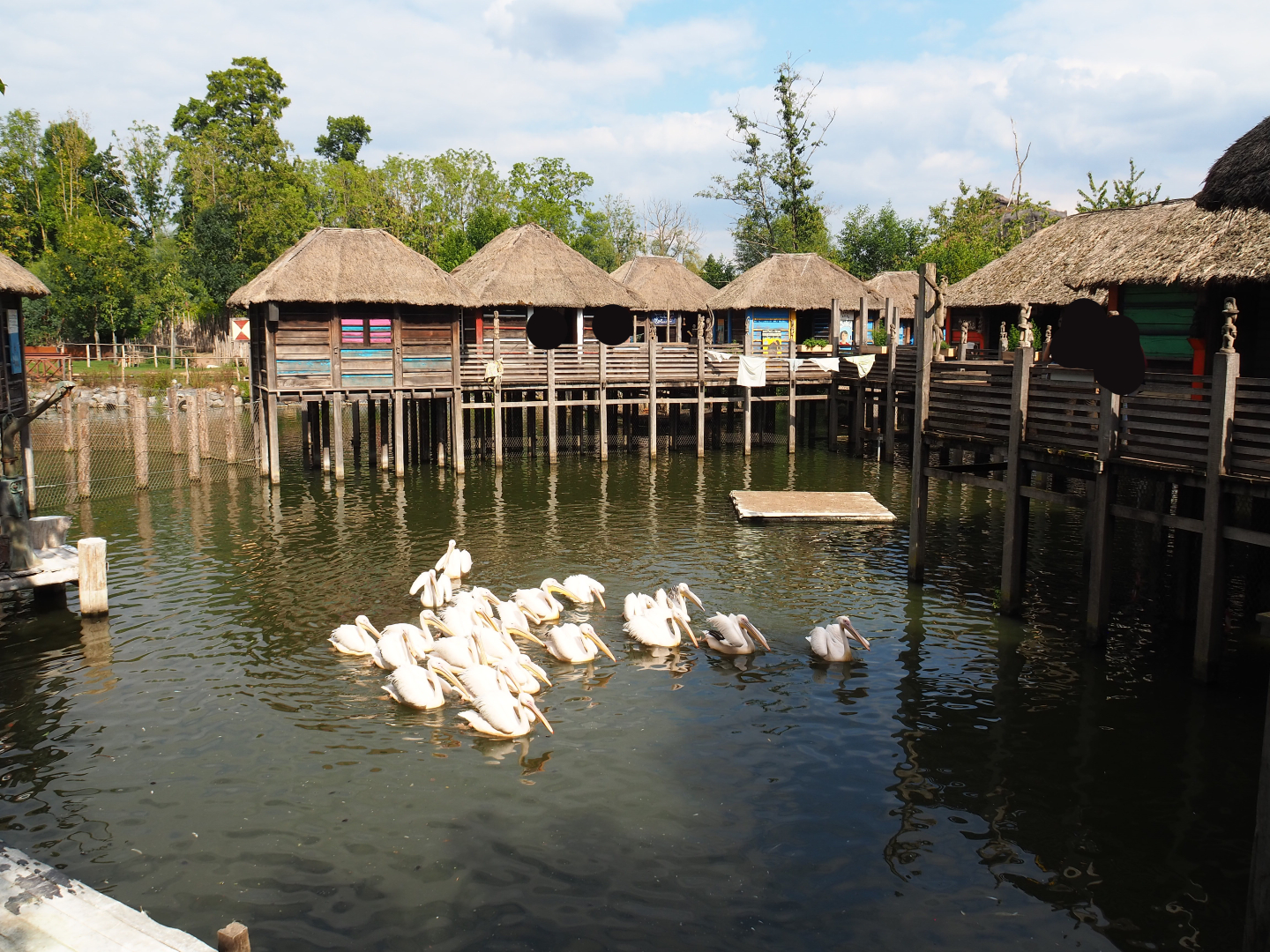 African stilt village and water area of the Pygmy hippopotamus and Great white pelican exhibit, 2020-09-02