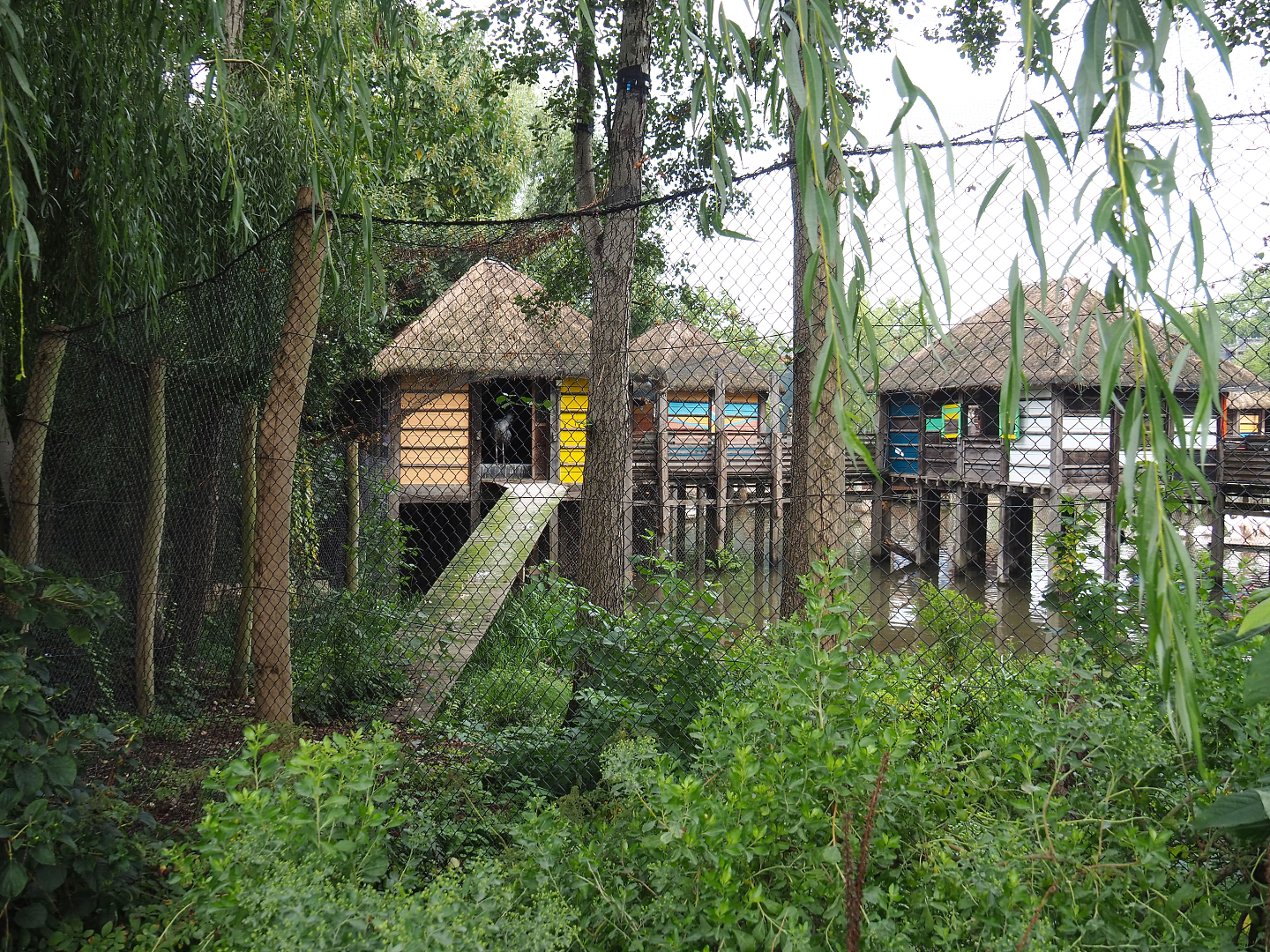 African stilt village shoebill aviary, 2022-09-15