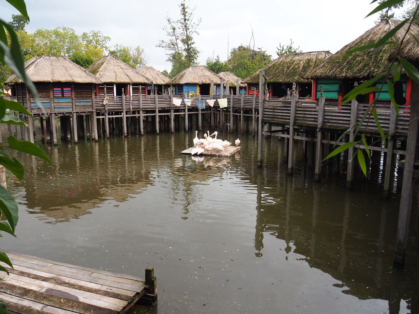 African stilt village with pygmy hippopotamus and great white pelican pool, 2019-10-04
