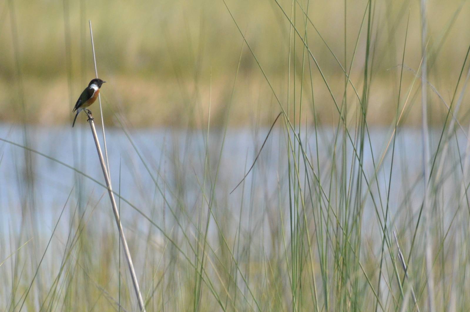 African Stonechat, Moremi Game Reserve, Botswana, 27/04/16
