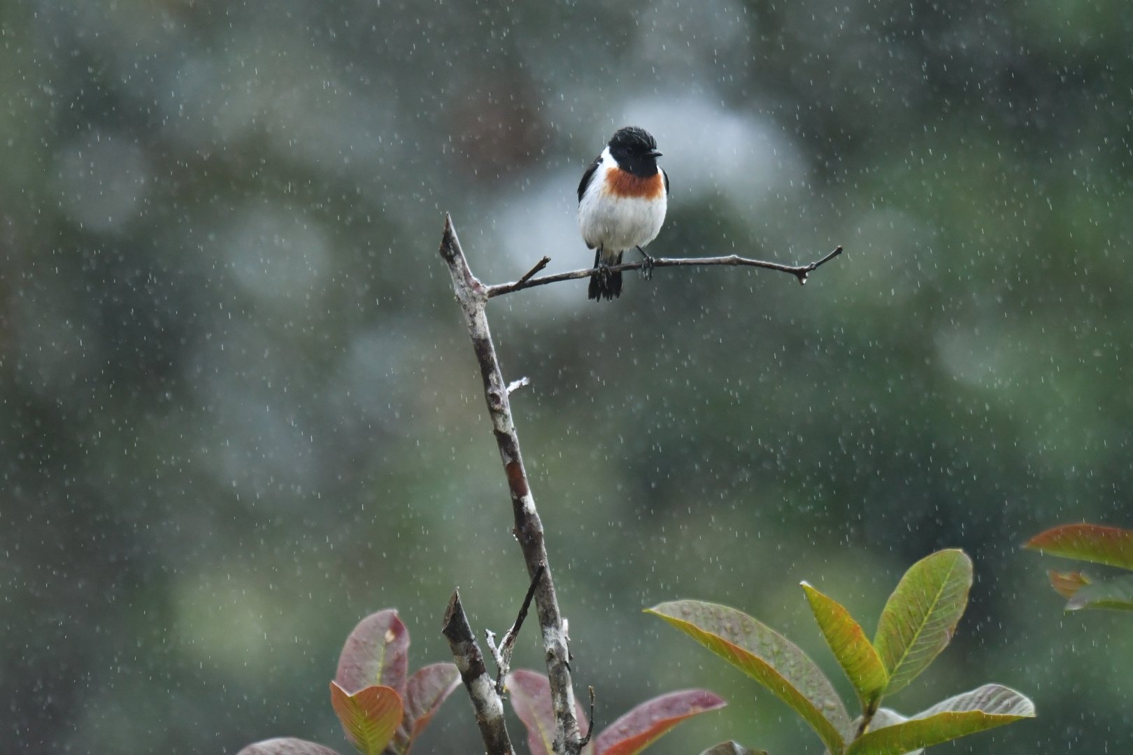African Stonechat Saxicola torquatus