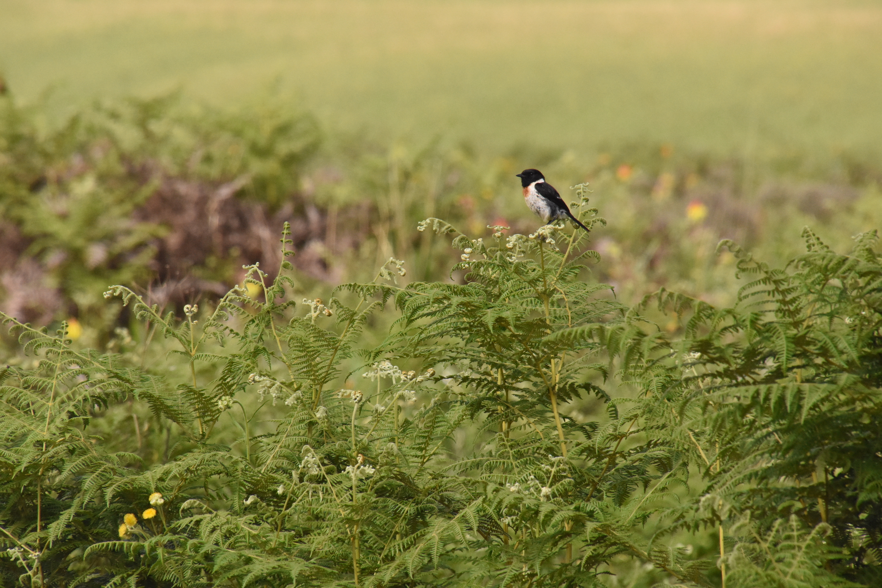 African stonechat